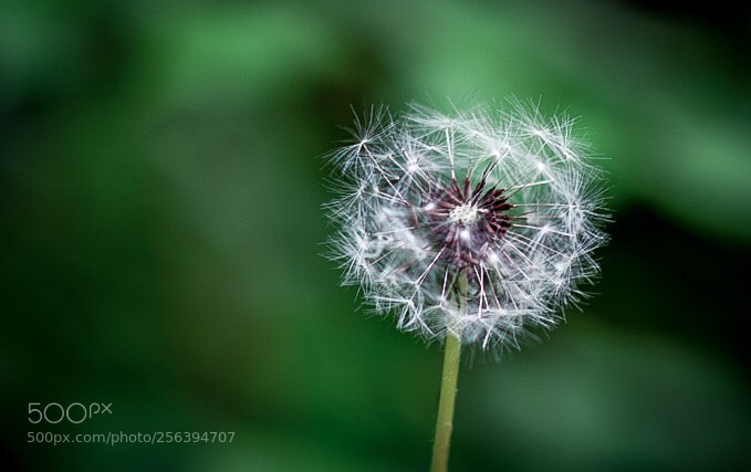 Nikon D850 sample photo. Untitled photography