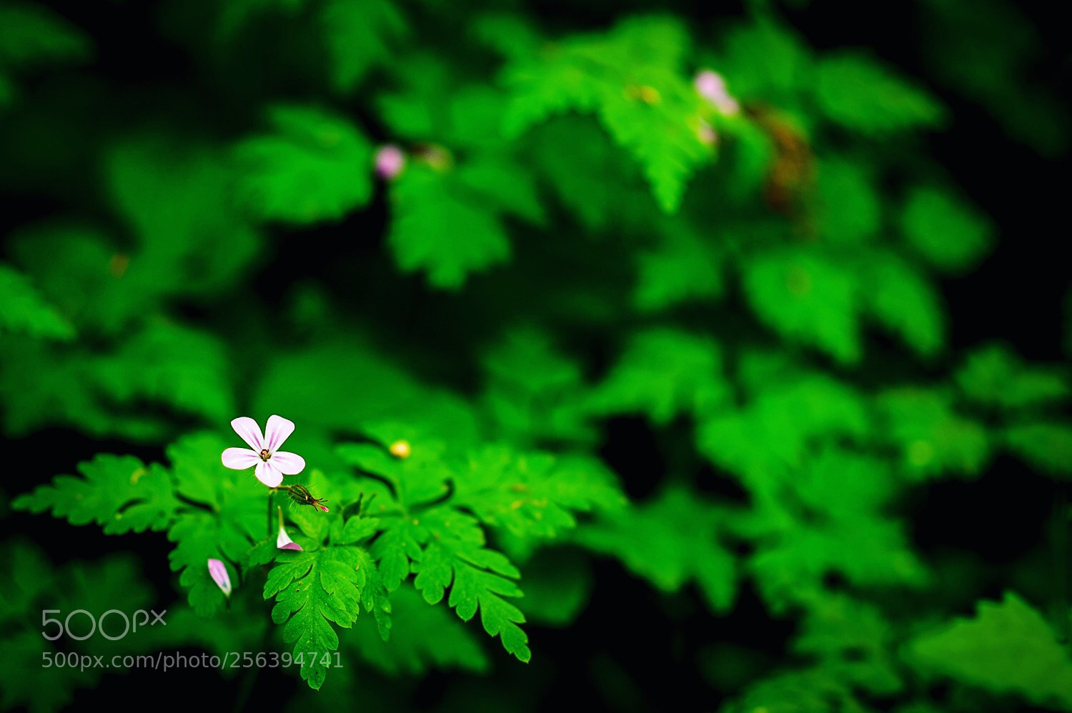 Nikon D850 sample photo. Untitled photography