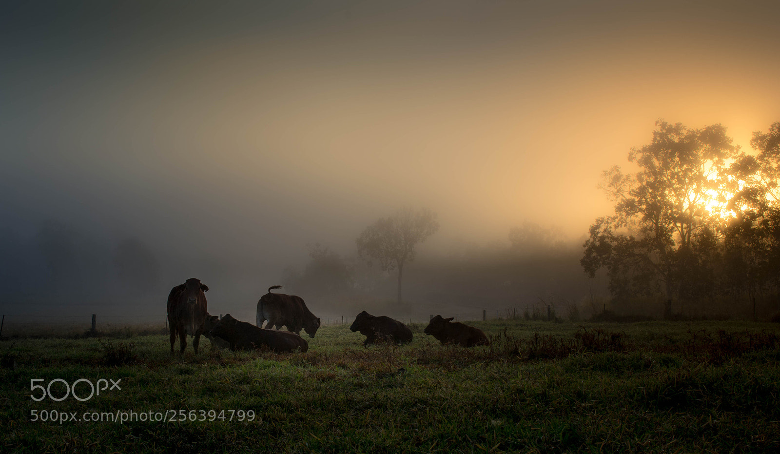 Nikon D5200 sample photo. Cattle in the fog photography