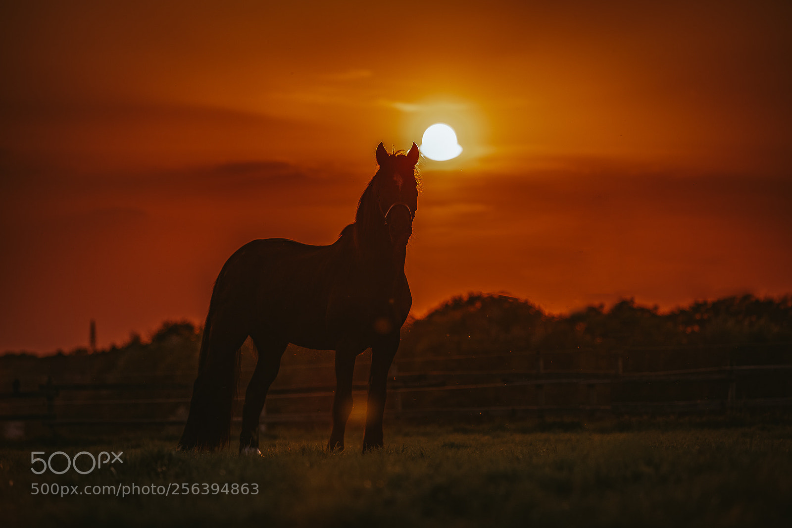 Canon EOS 5D Mark IV sample photo. Welsh cob im sonnenuntergang photography