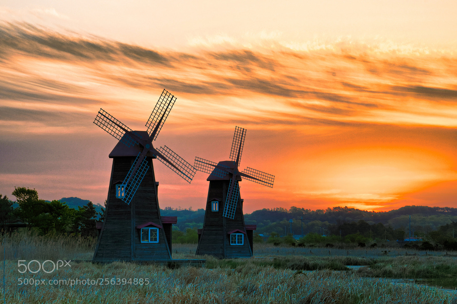 Nikon D500 sample photo. Windmills and rise photography