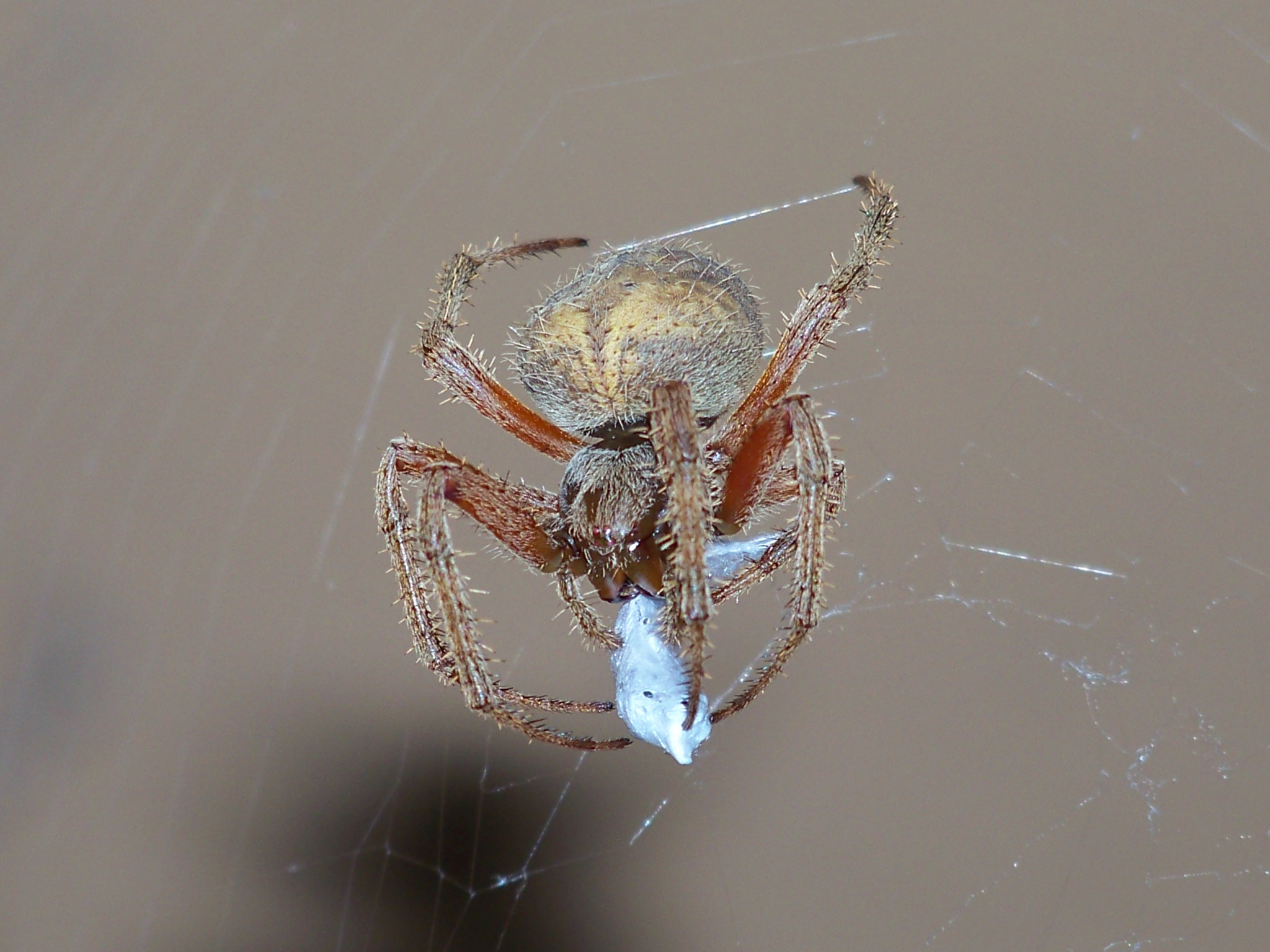 Kodak EASYSHARE Z8612 IS DIGITAL CAMERA sample photo. Spider feeding photography