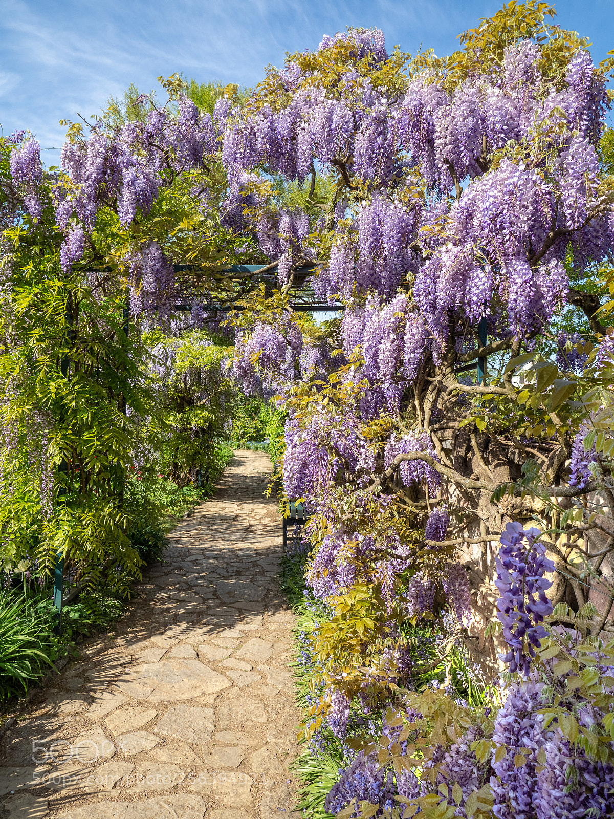 Olympus OM-D E-M1 Mark II sample photo. Japanische wisteria (blauregen) photography