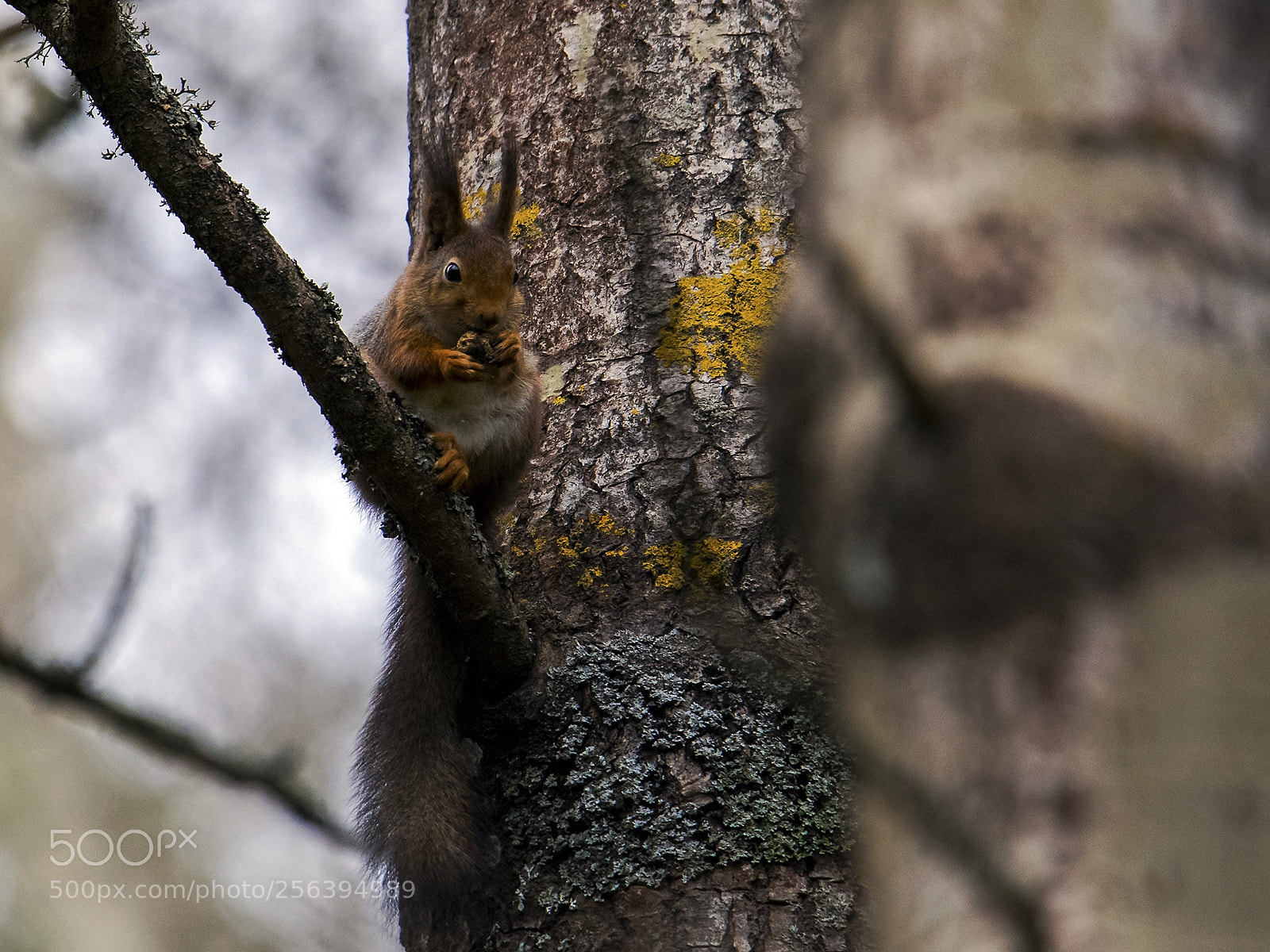 Canon EOS 6D sample photo. Red squirrel/ekorre photography