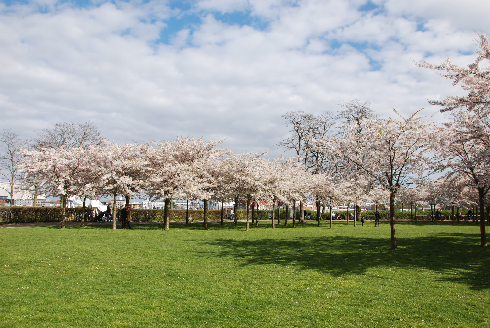 Nikon D80 sample photo. Sakura in copenhagen, 2014 photography