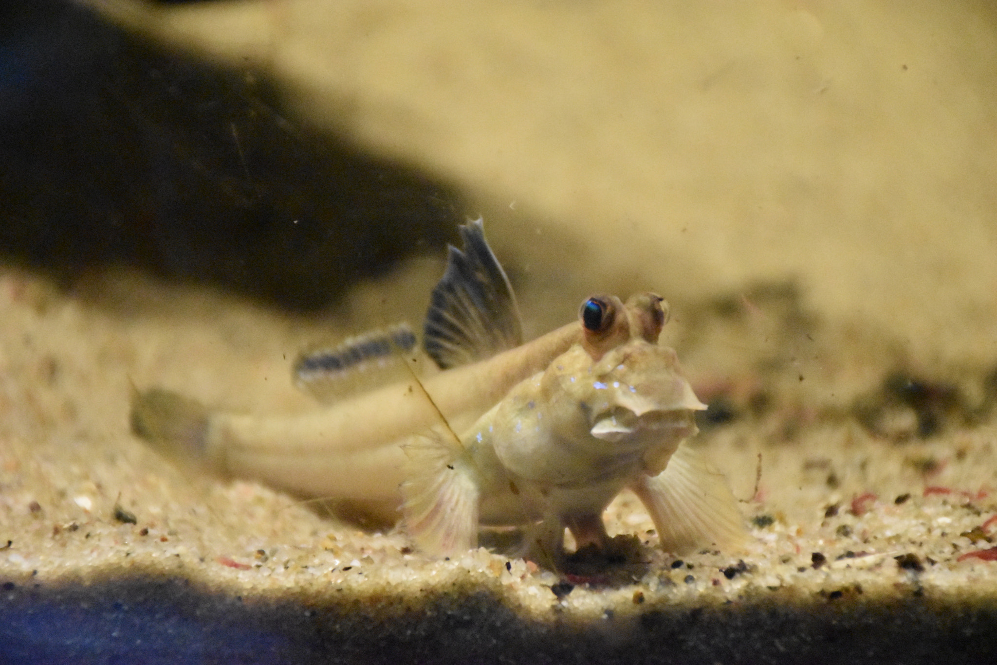 Nikon D5500 sample photo. Mudskipper in bergen aquarium, 2017 photography