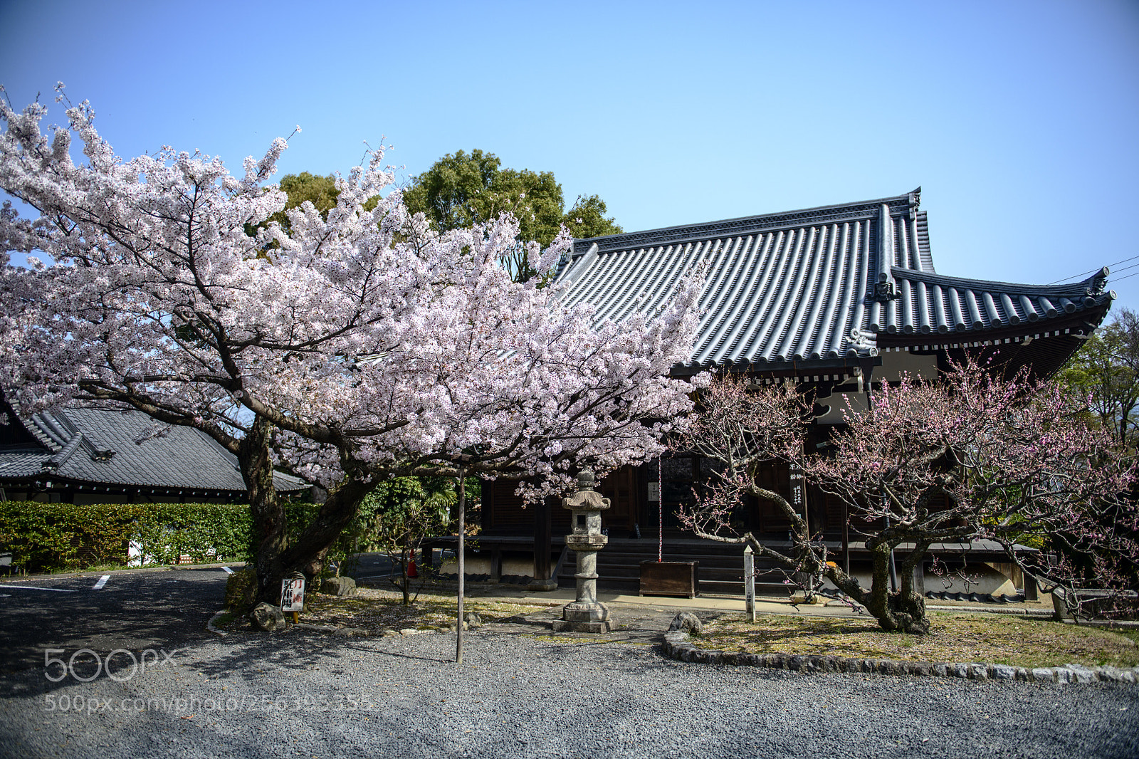 Nikon D850 sample photo. Sakura kyoto photography