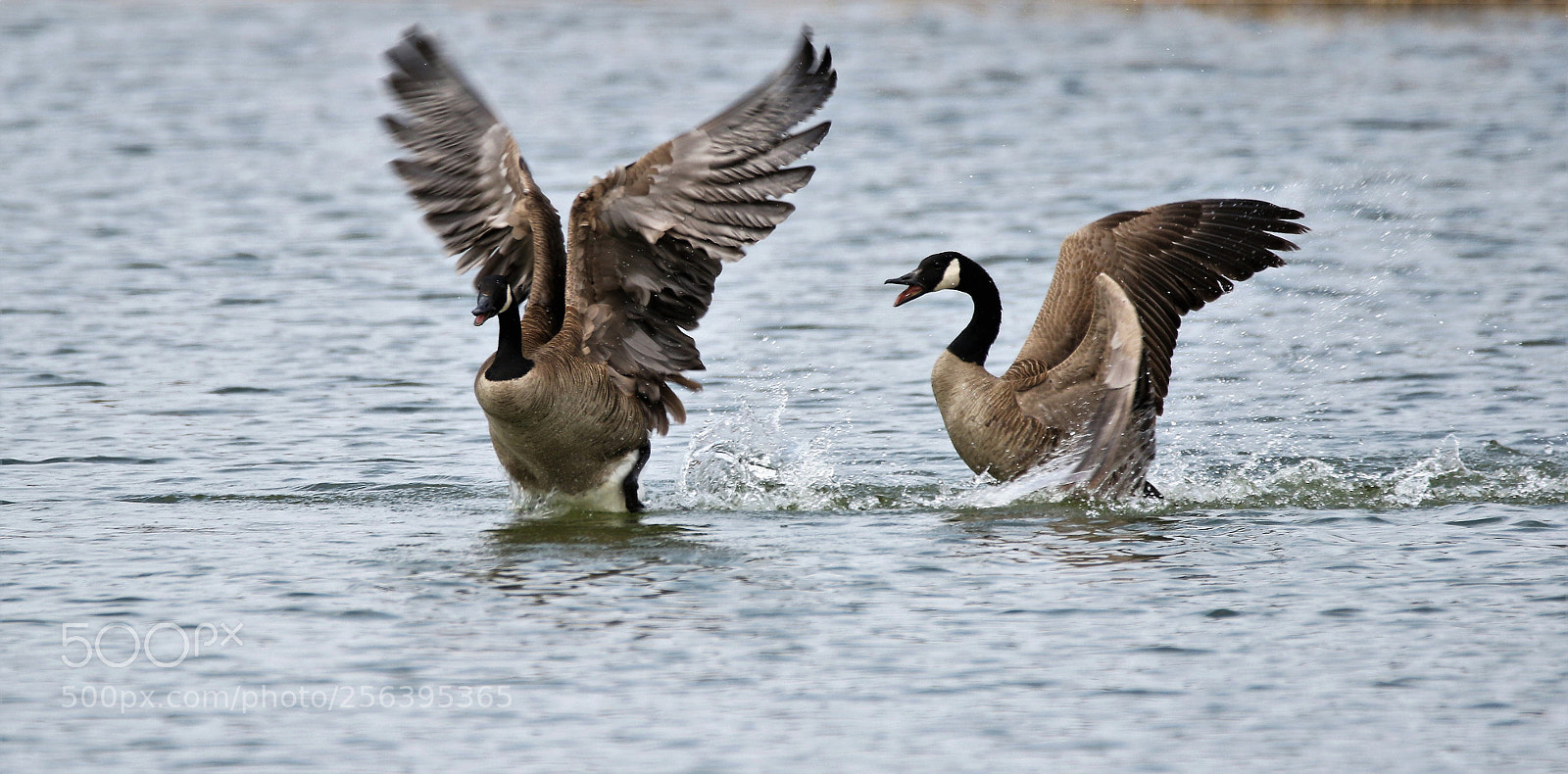 Canon EOS 7D Mark II sample photo. Dance together photography