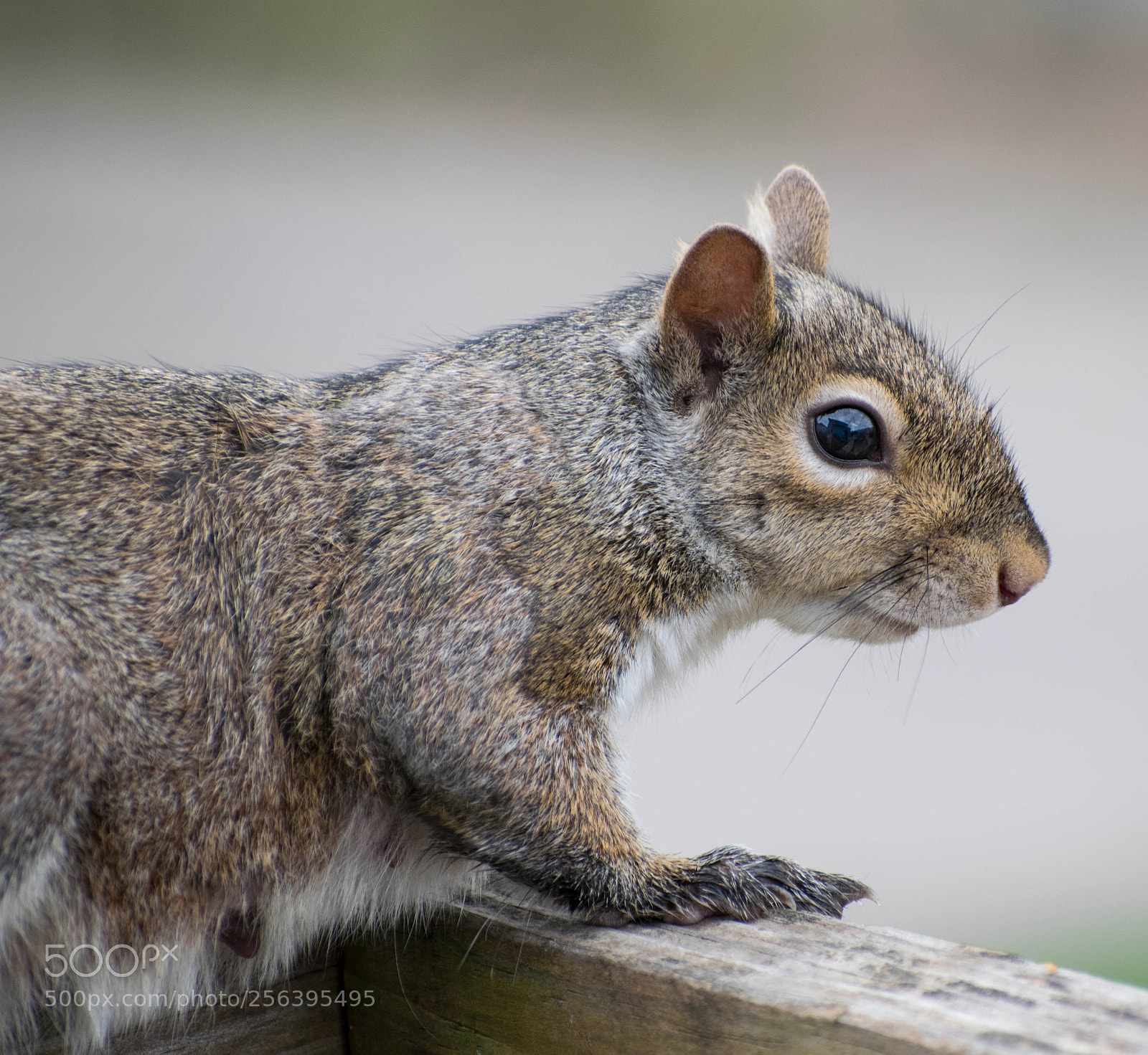 Nikon D5300 sample photo. Mommy squirrel. photography