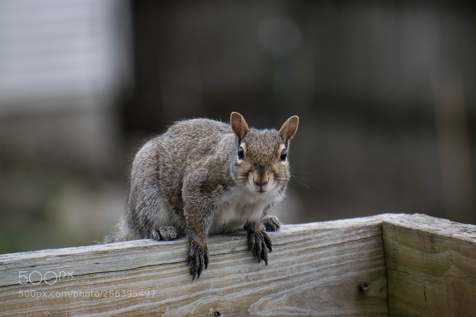 Nikon D5300 sample photo. Mommy squirrel. photography