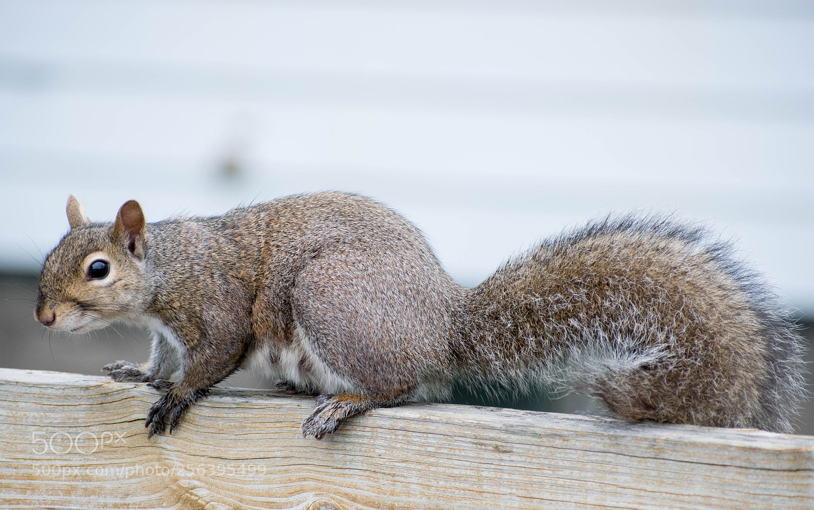 Nikon D5300 sample photo. Mommy squirrel. photography