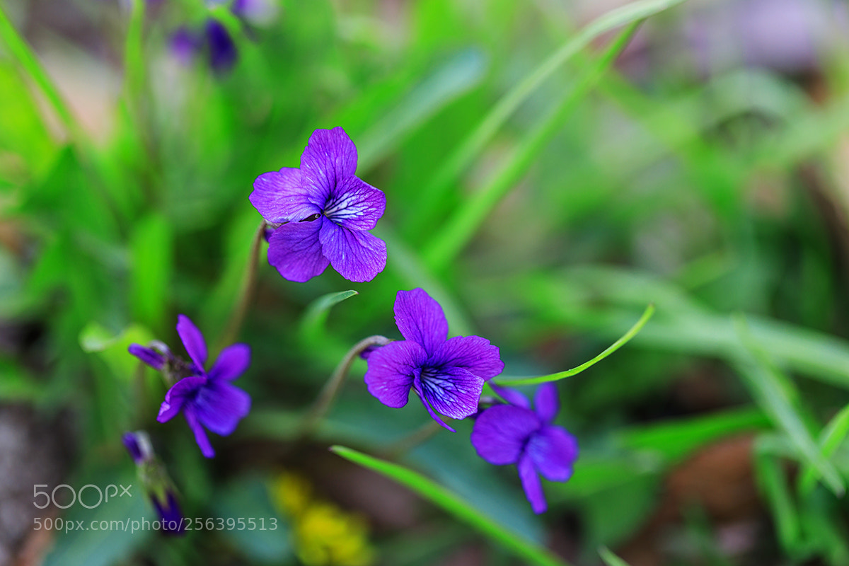 Canon EOS 5D Mark IV sample photo. Violet photography