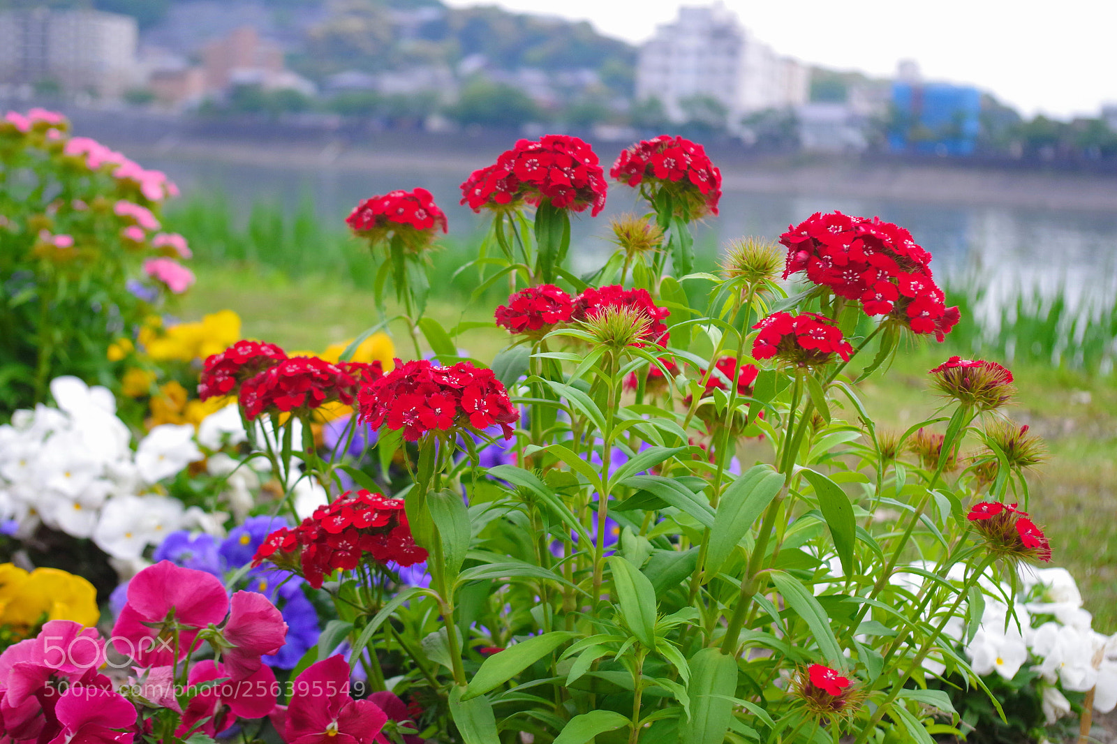 Pentax K-S2 sample photo. Untitled photography