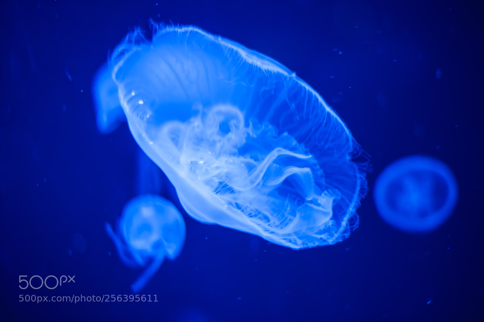 Canon EOS-1D Mark III sample photo. Untitled photography