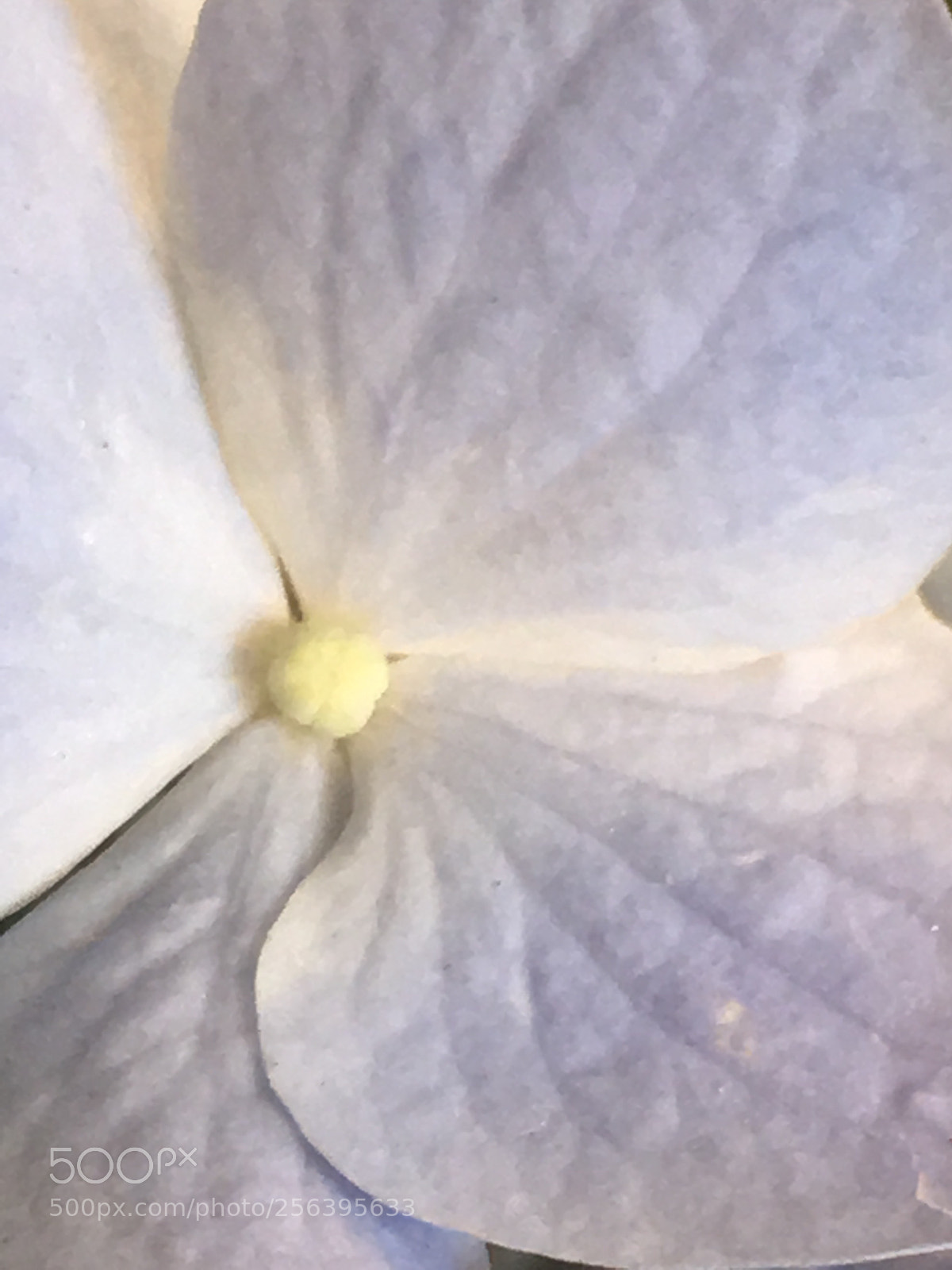 Apple iPhone 6s sample photo. Something blue photography