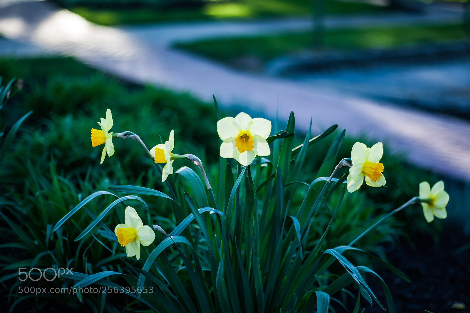 Canon EOS-1D Mark III sample photo. Untitled photography