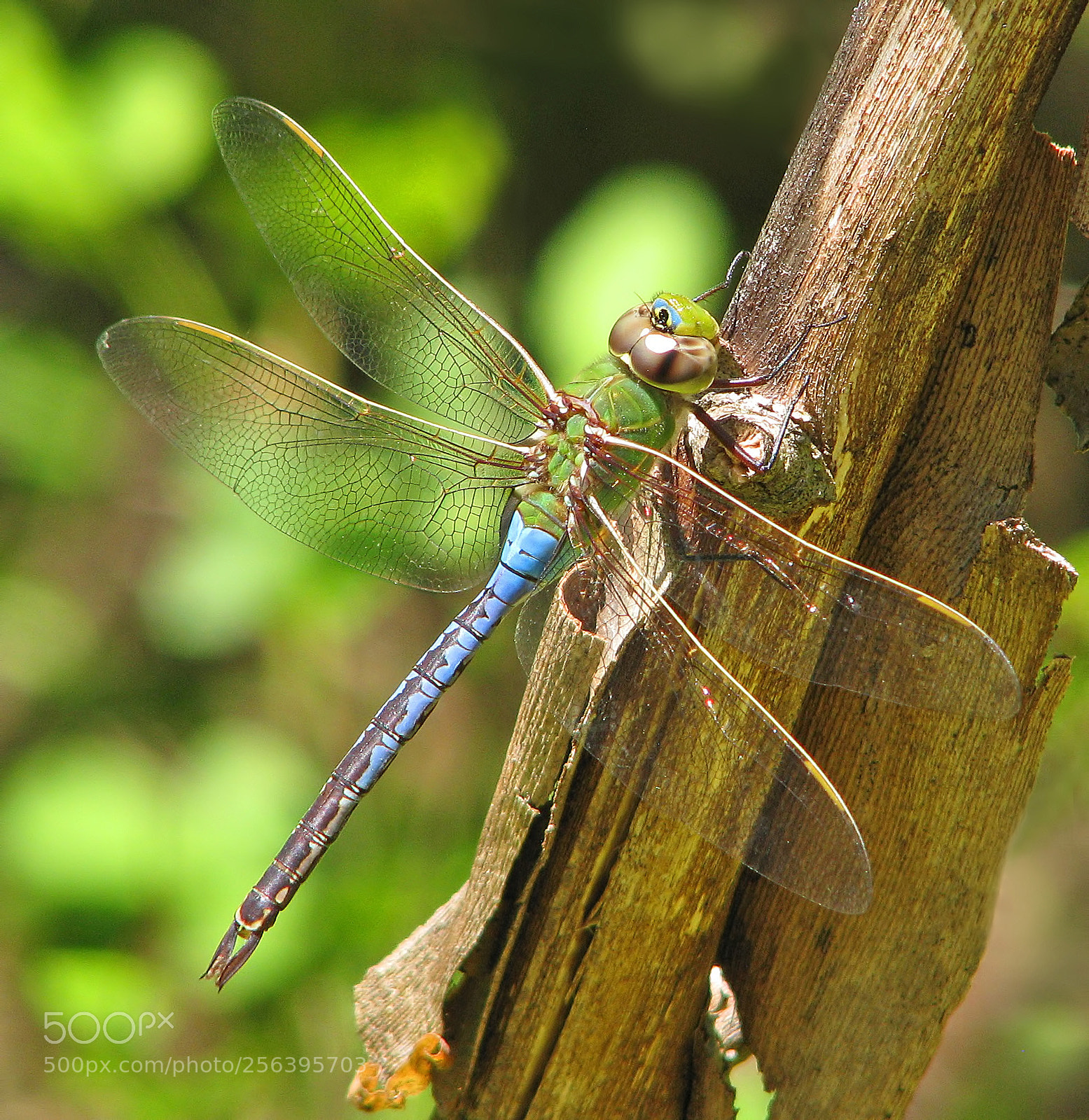 Canon POWERSHOT S5 IS sample photo. Common green darner in photography