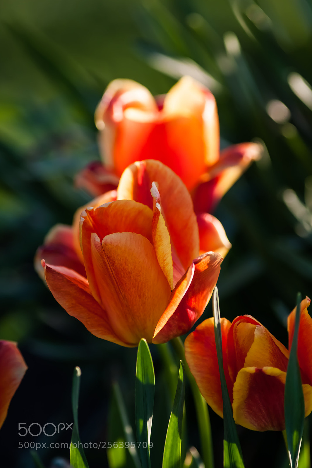 Canon EOS-1D Mark III sample photo. Untitled photography