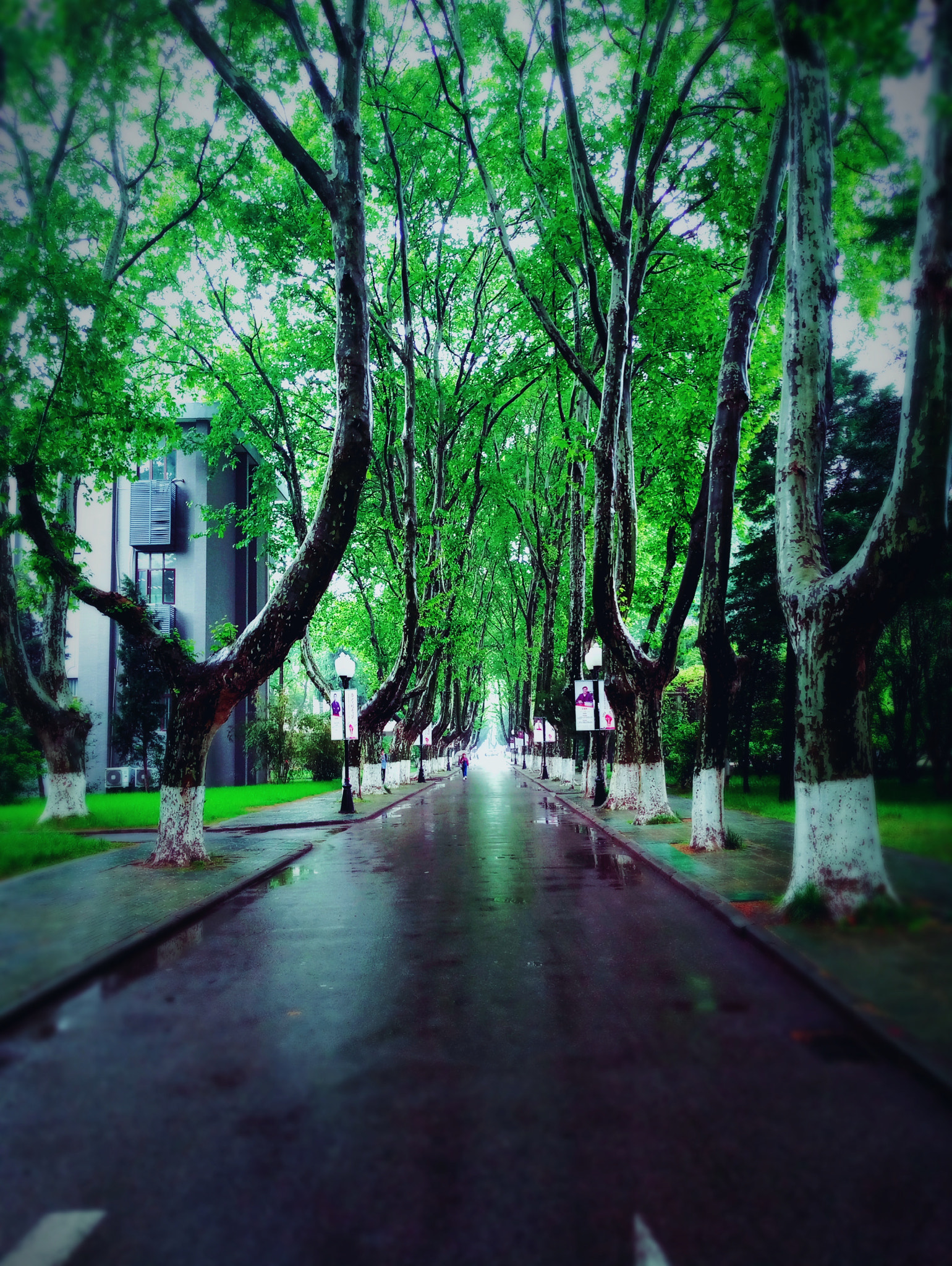 Meizu PRO 6s sample photo. Phoenix tree photography