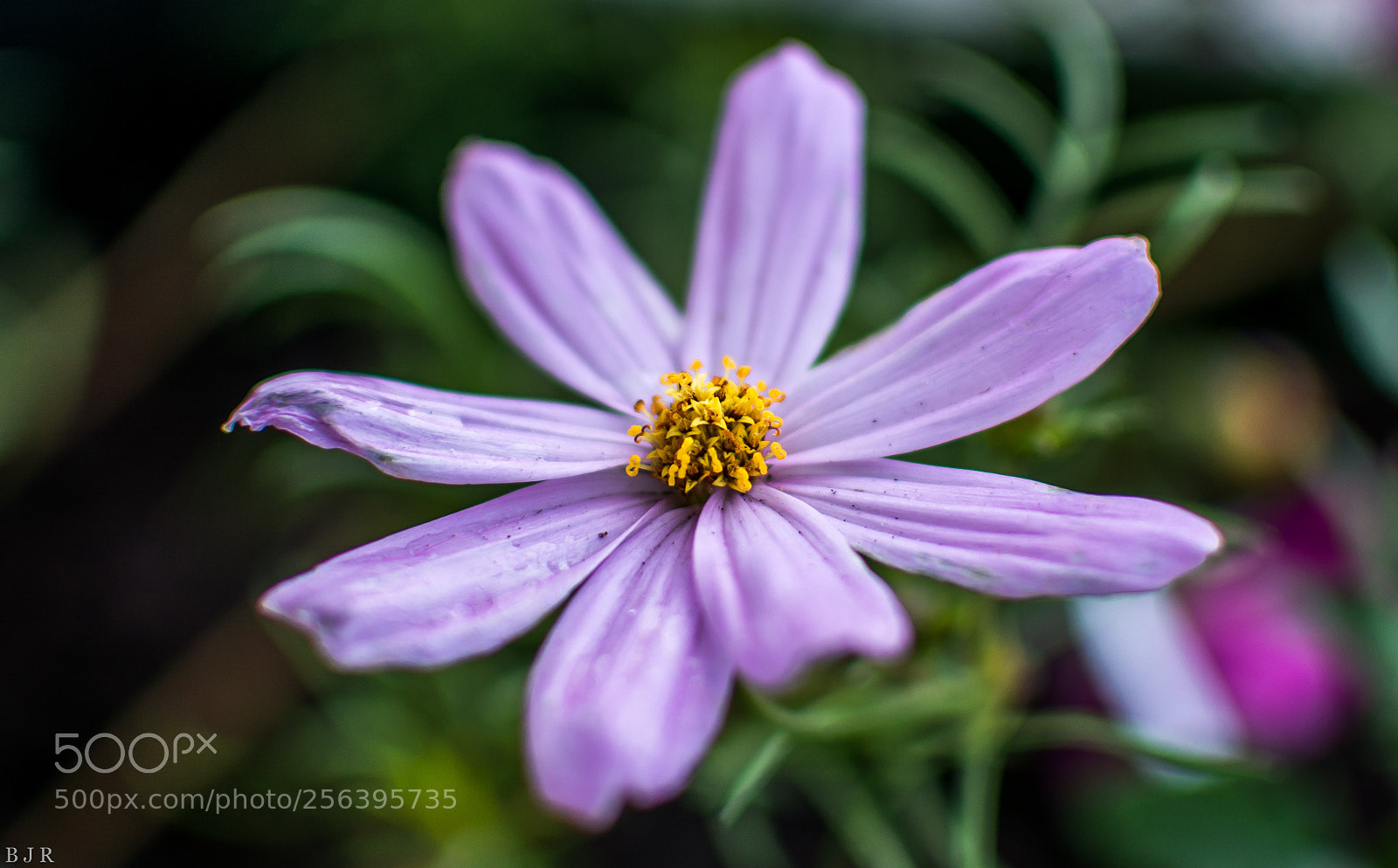 Nikon D7100 sample photo. Happiness held is the photography