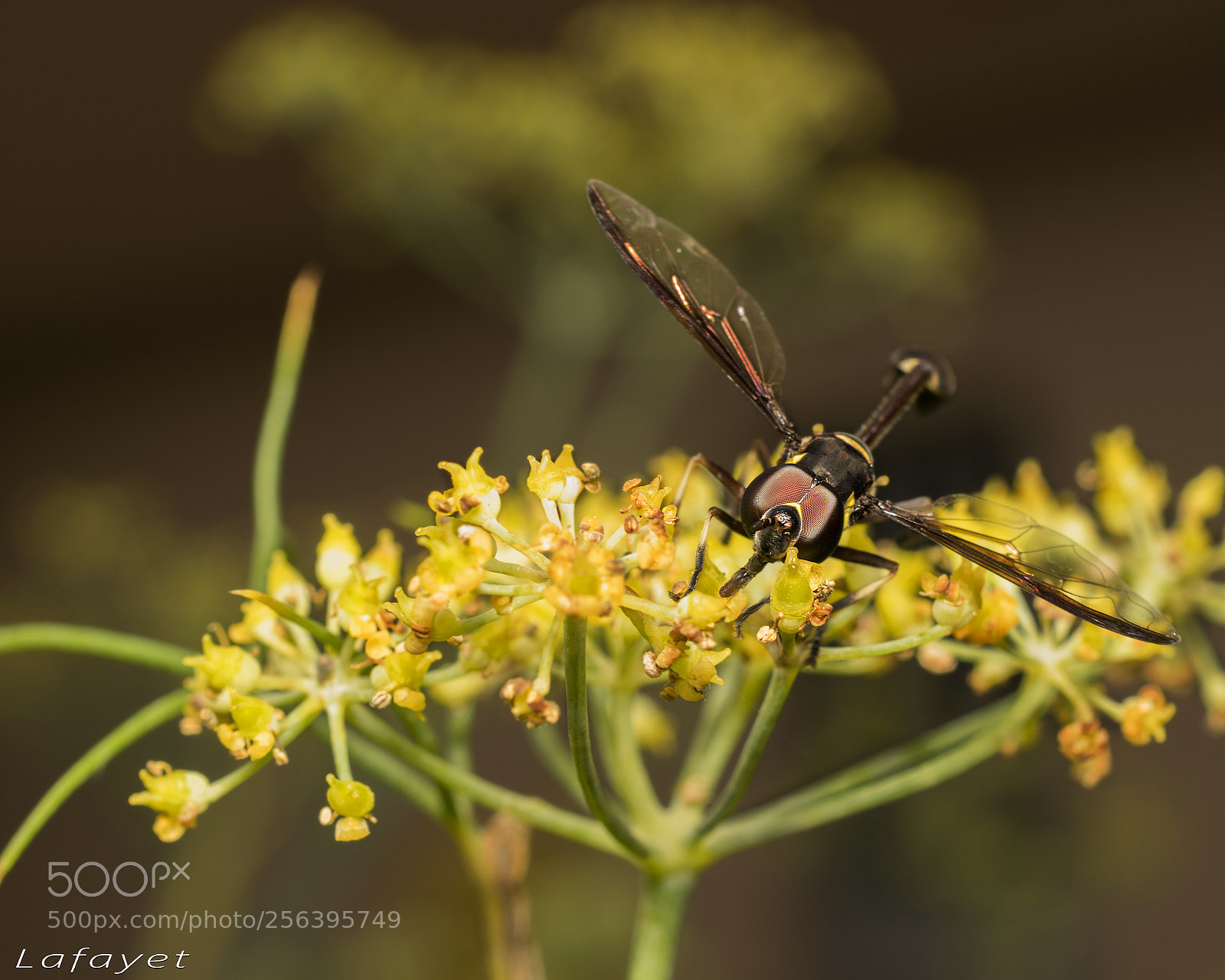 Nikon D3300 sample photo. Wasp. photography