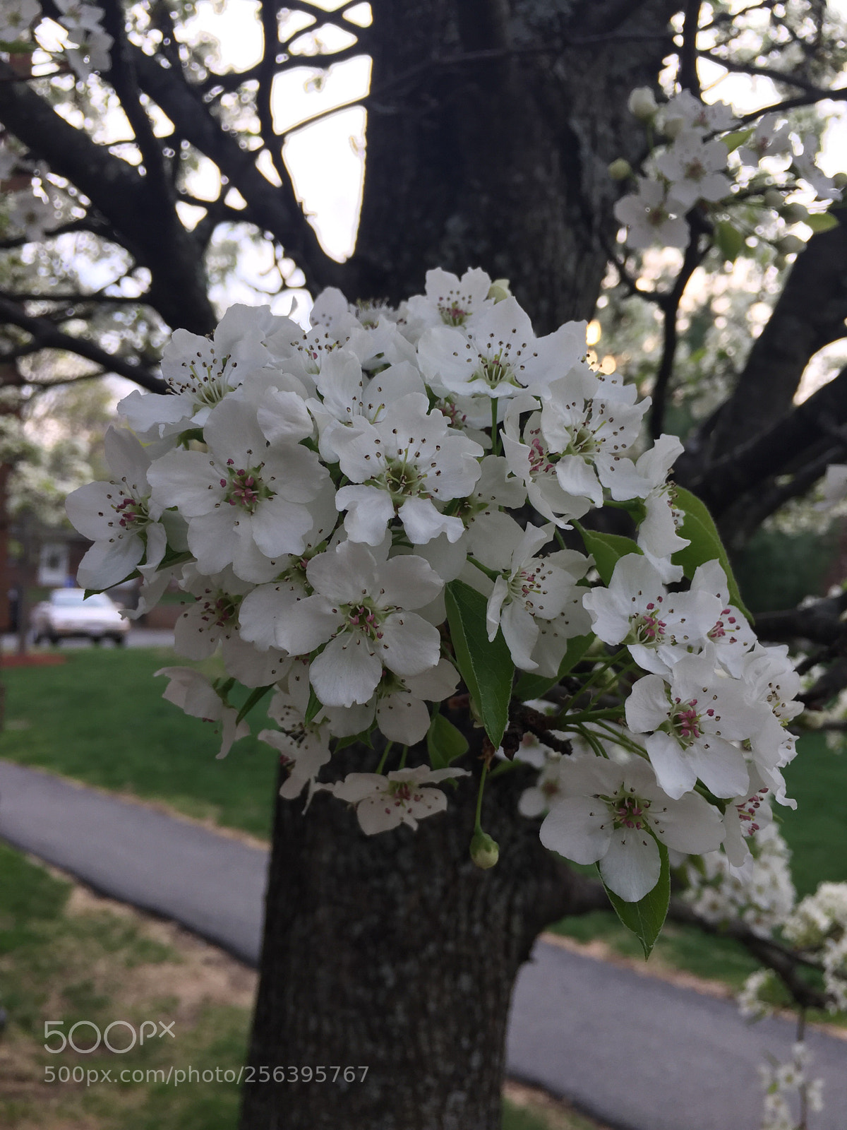 Apple iPhone 6 sample photo. Spring  photography