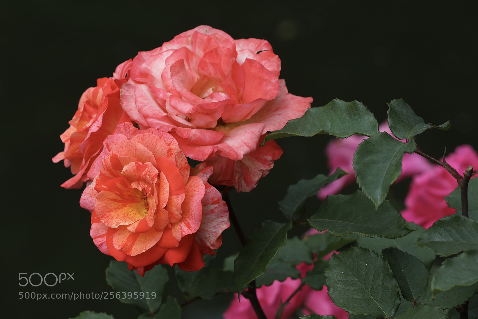 Canon EOS 5D Mark IV sample photo. 月季 photography