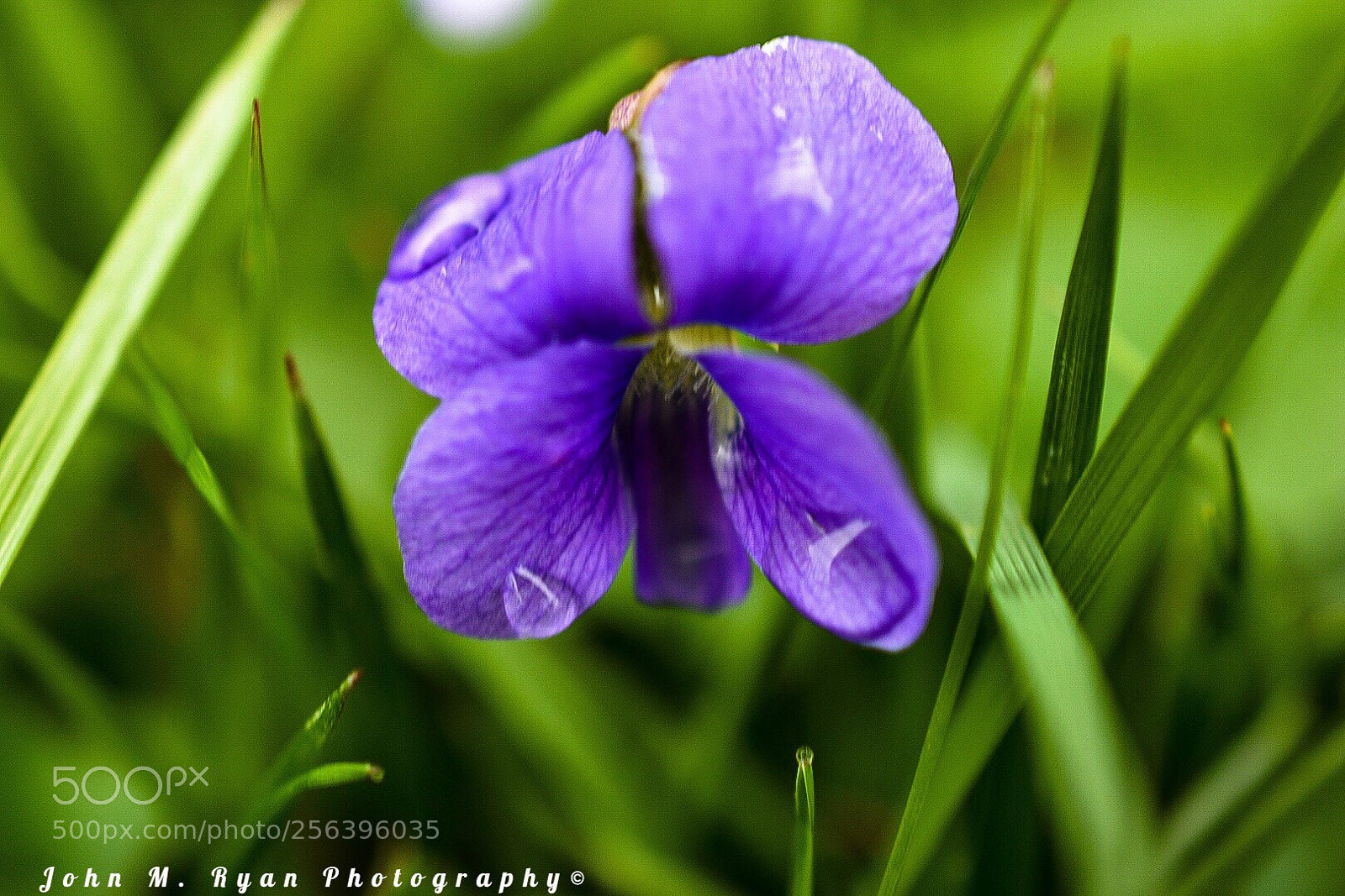 Nikon D3400 sample photo. Grass flower photography