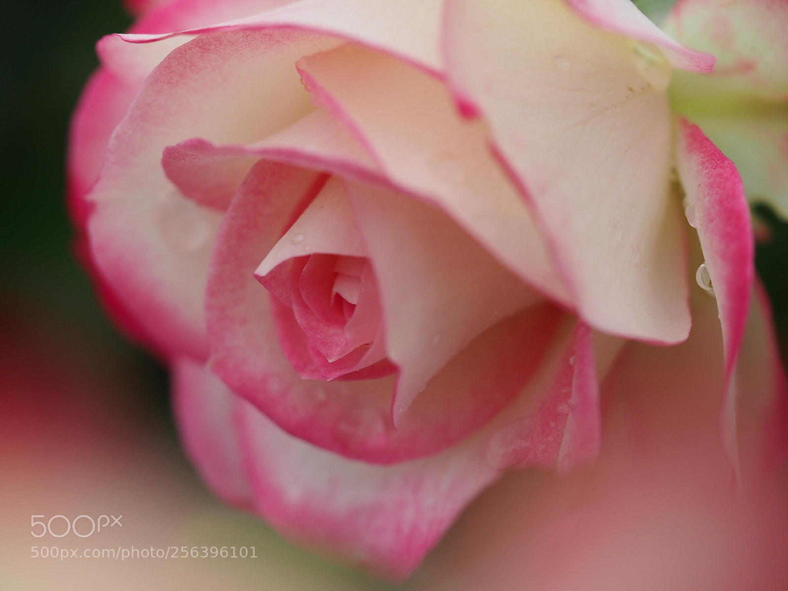 Olympus OM-D E-M5 sample photo. Rose pink photography