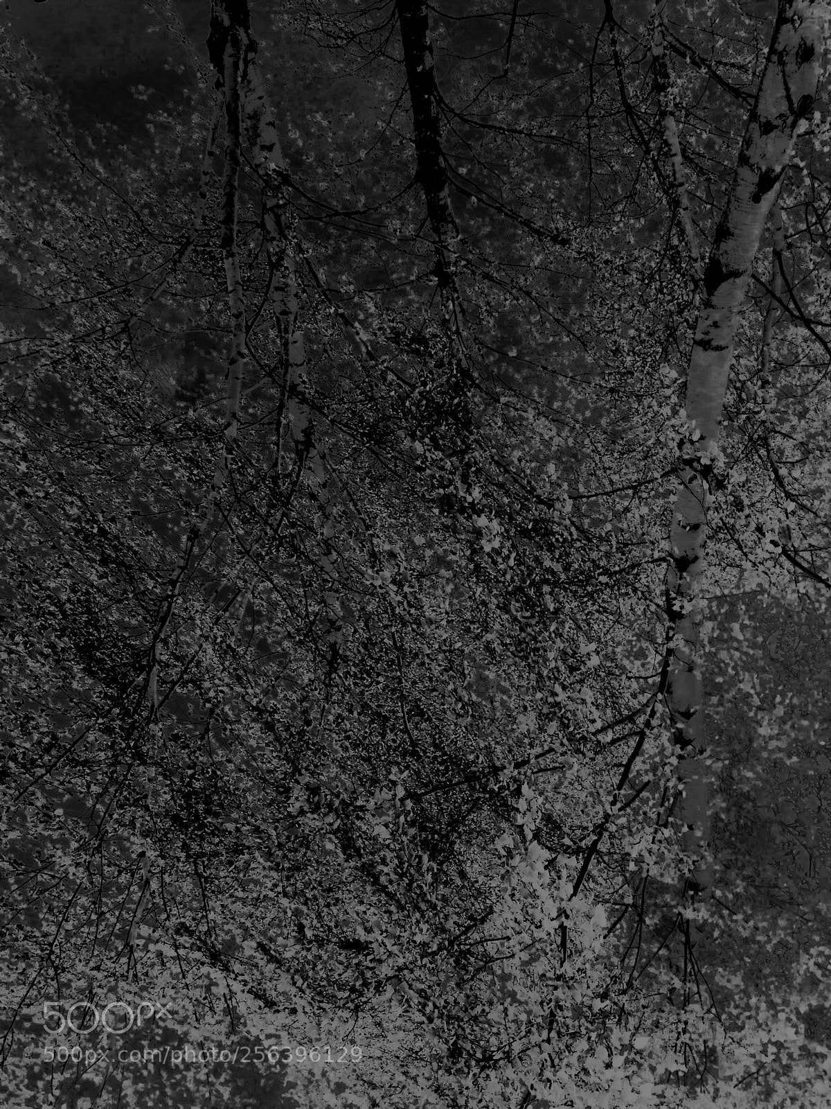 Apple iPhone 5 sample photo. Betula pendula. photography
