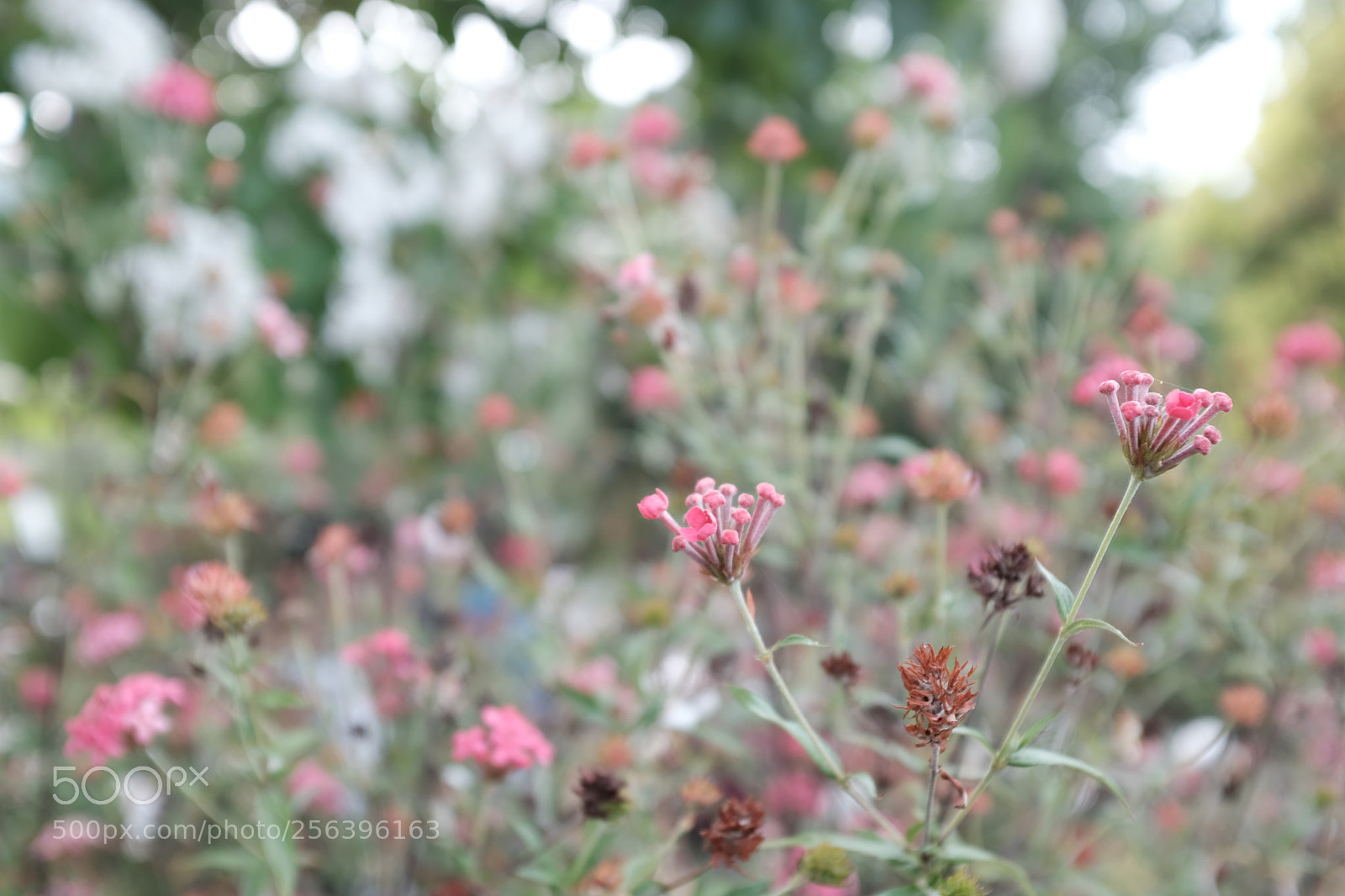 Fujifilm X100F sample photo. Pink photography