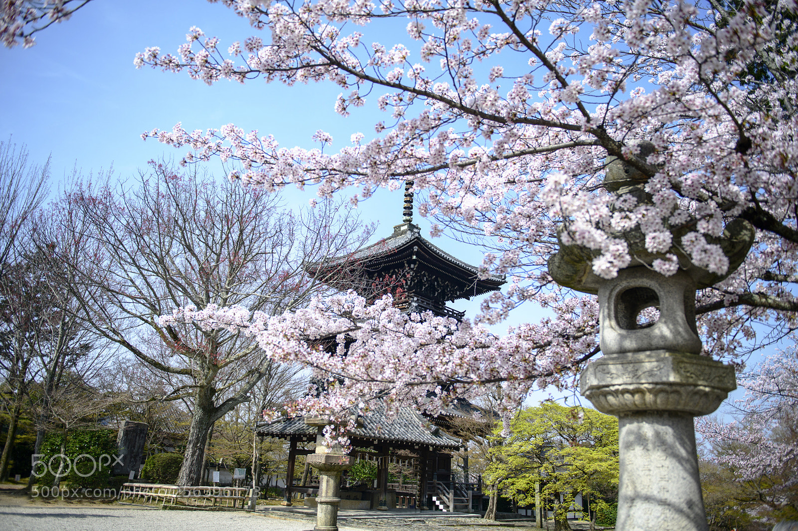 Nikon D850 sample photo. Sakura and temple photography