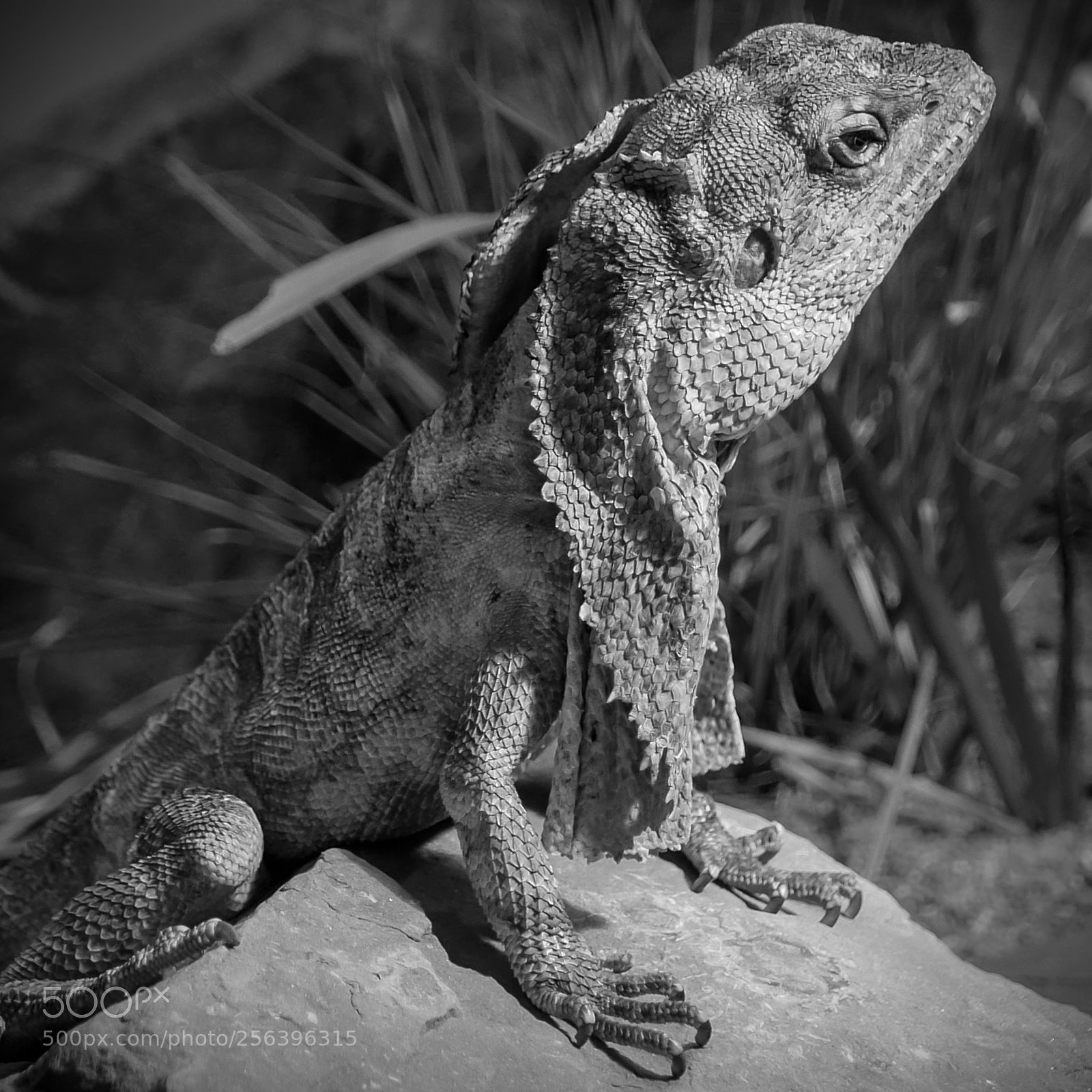 Panasonic Lumix DMC-LX100 sample photo. Little dragon photography
