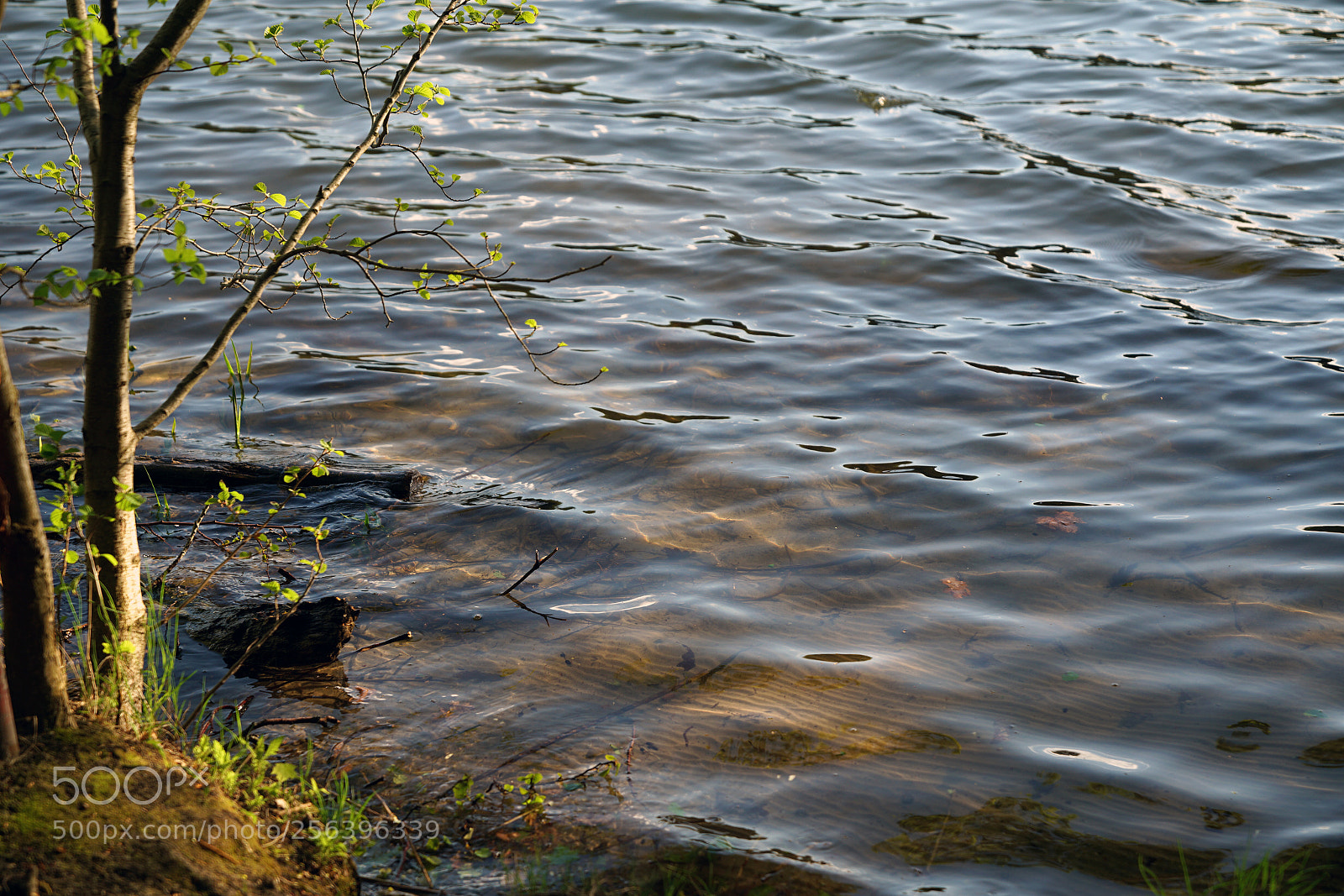 Sony a7R II sample photo. Fresh photography