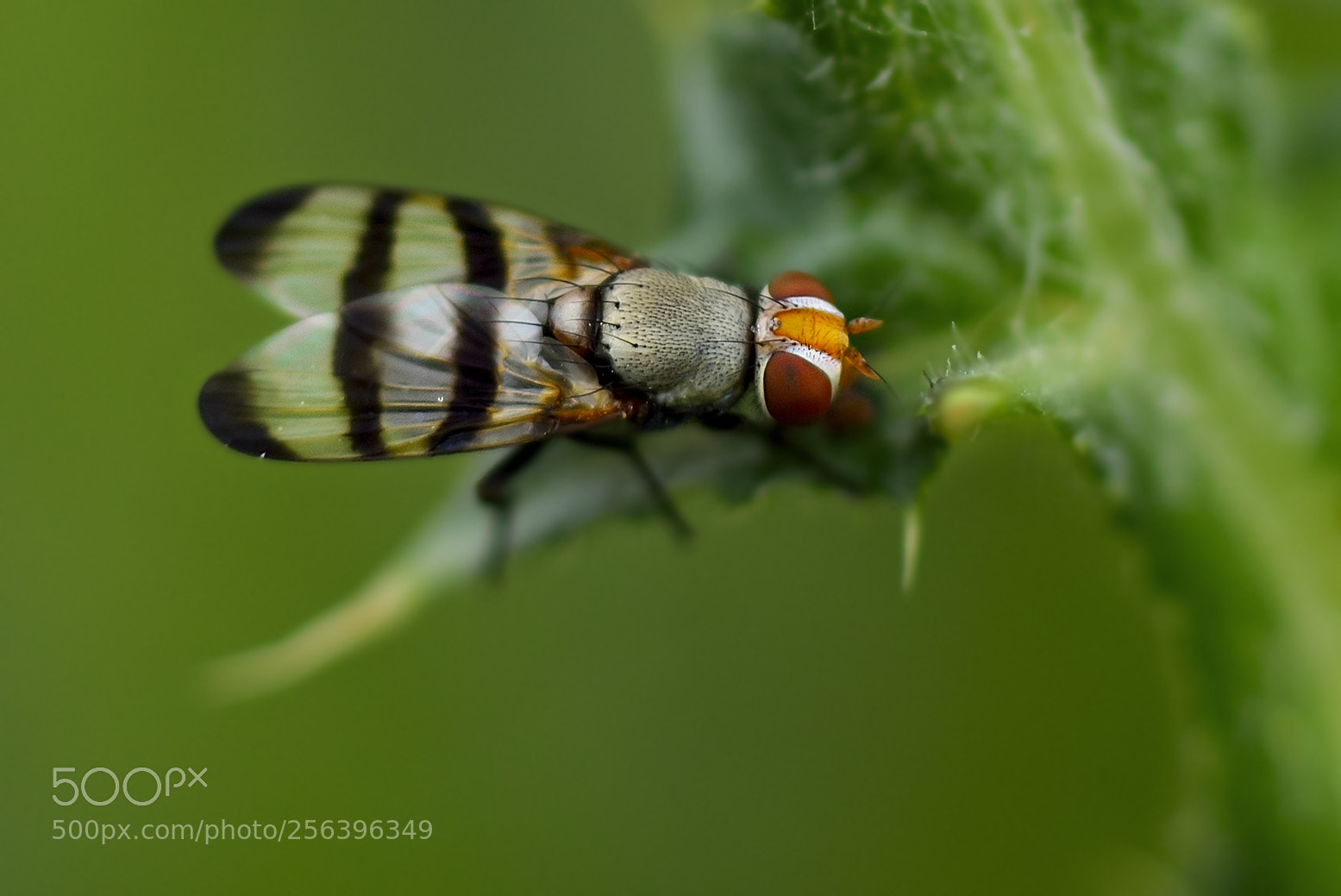 Nikon D800 sample photo. Unidentified fly photography