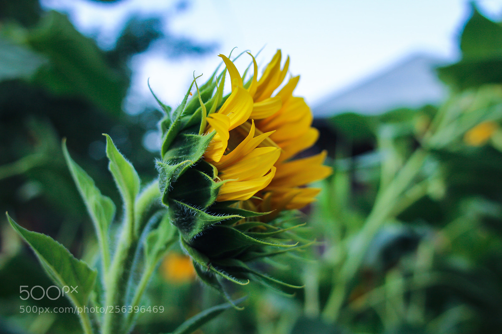Canon EOS 650D (EOS Rebel T4i / EOS Kiss X6i) sample photo. Img photography