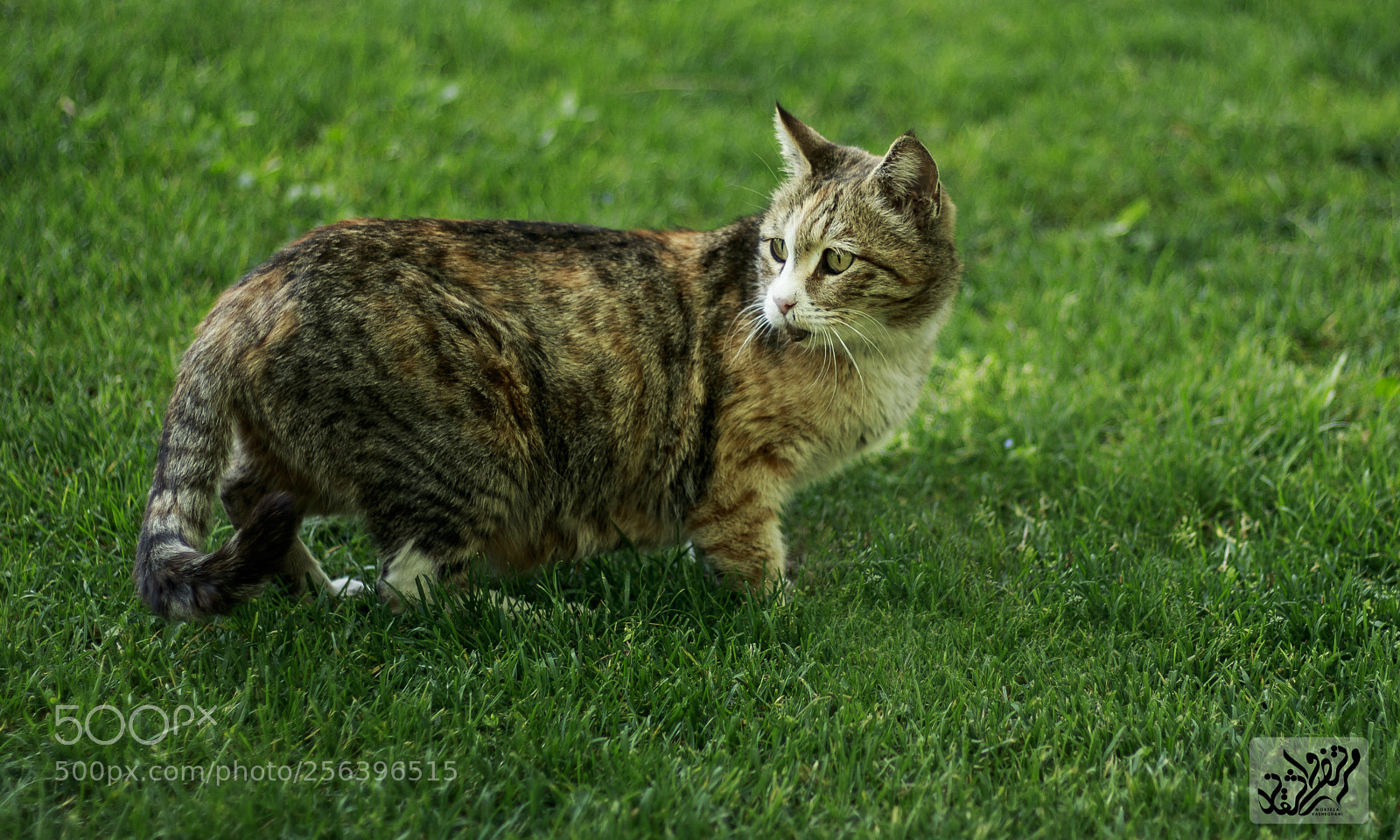 Canon EOS 80D sample photo. What's up? photography