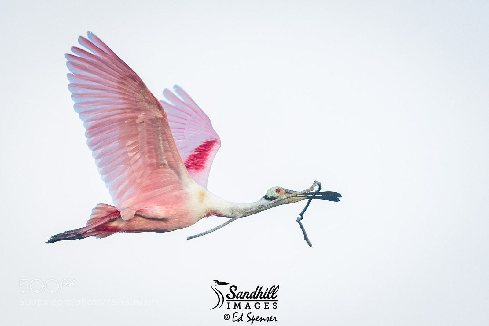 Canon EOS 5D Mark IV sample photo. Roseate spoonbill nest building photography
