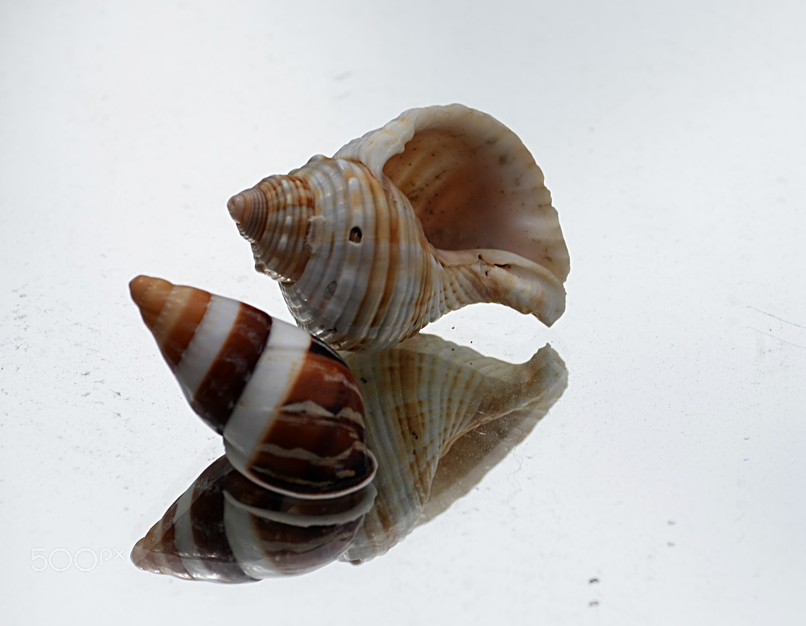 Nikon D610 sample photo. Conchas photography