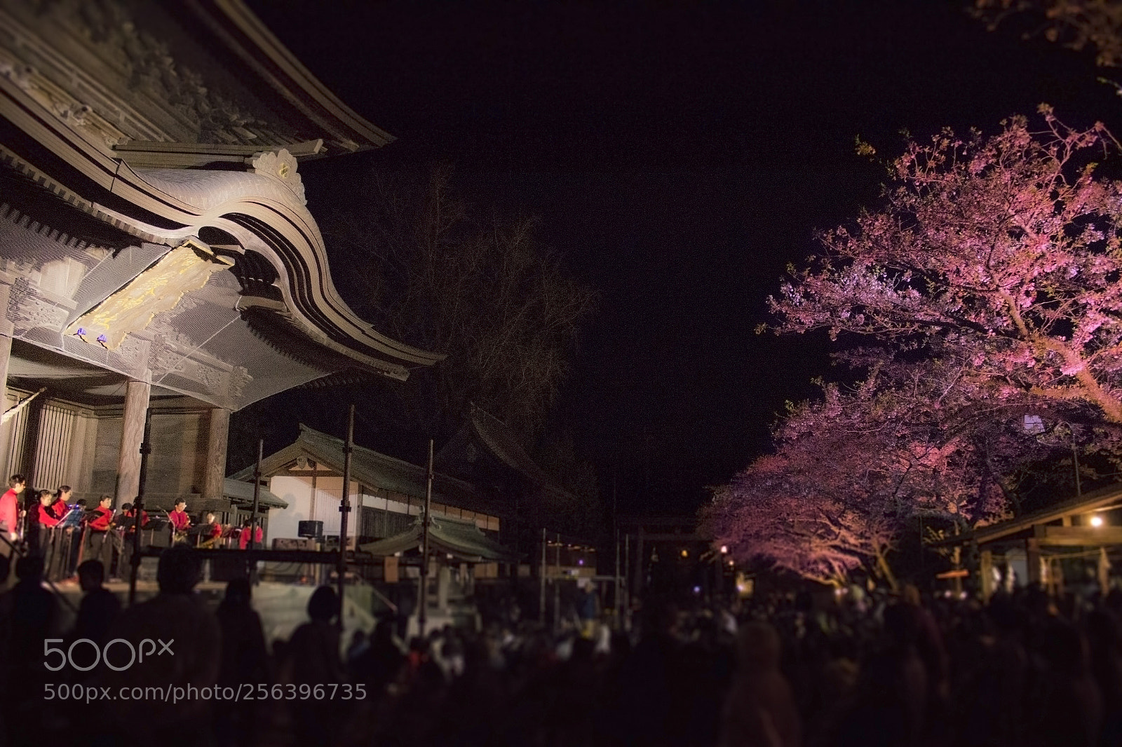 Canon EOS 600D (Rebel EOS T3i / EOS Kiss X5) sample photo. 光音桜 akanezakura photography