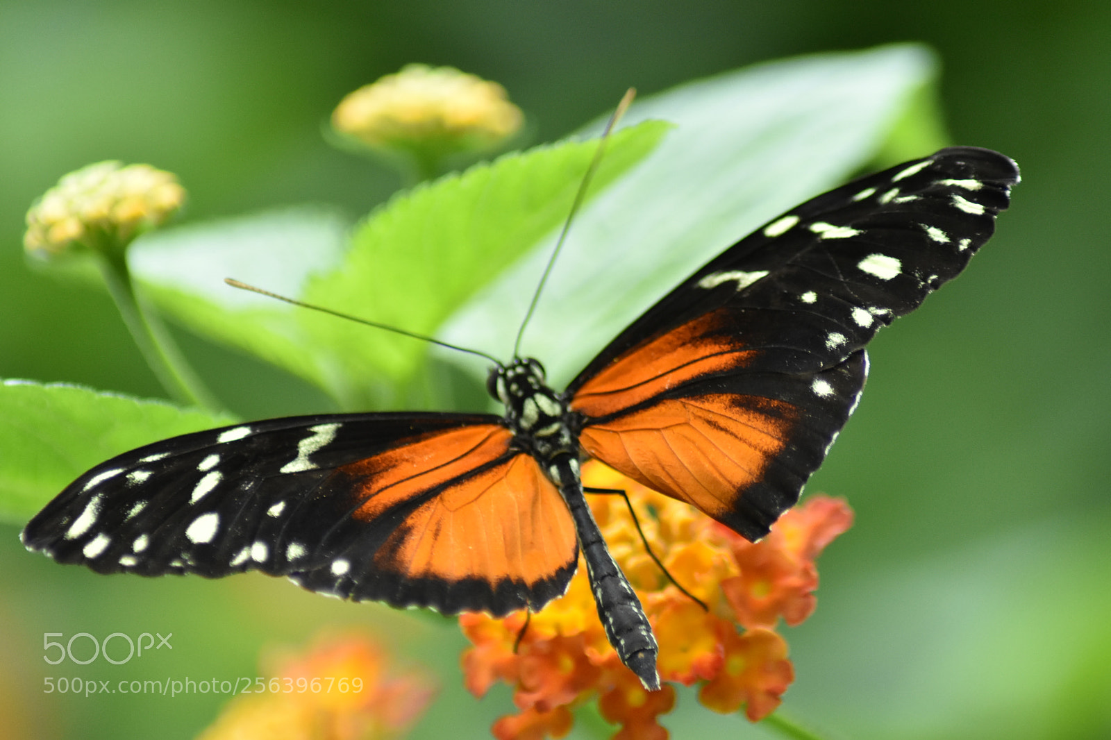 Nikon D3400 sample photo. Tiger long wing photography