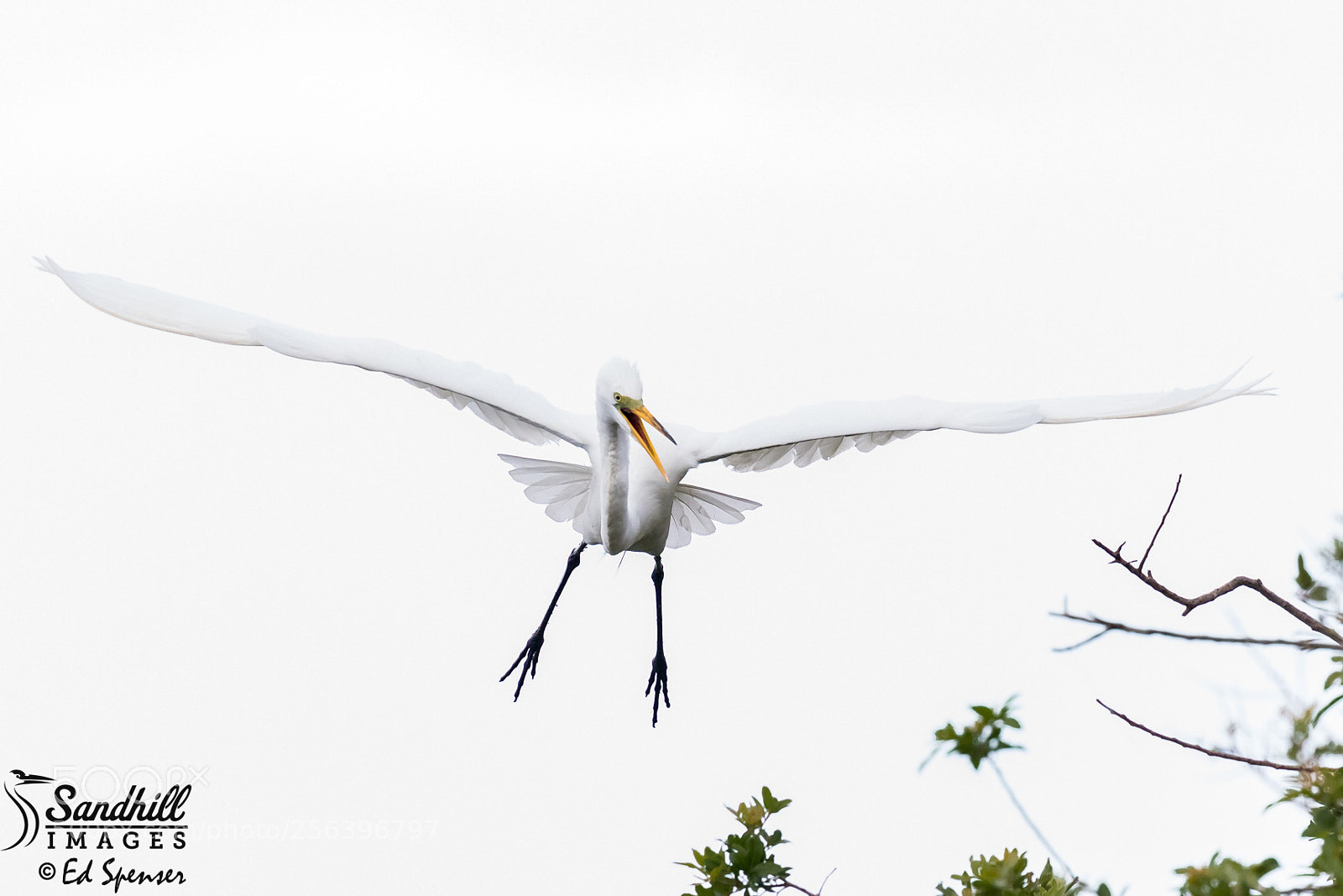 Canon EOS 5D Mark IV sample photo. Great egret returning to photography