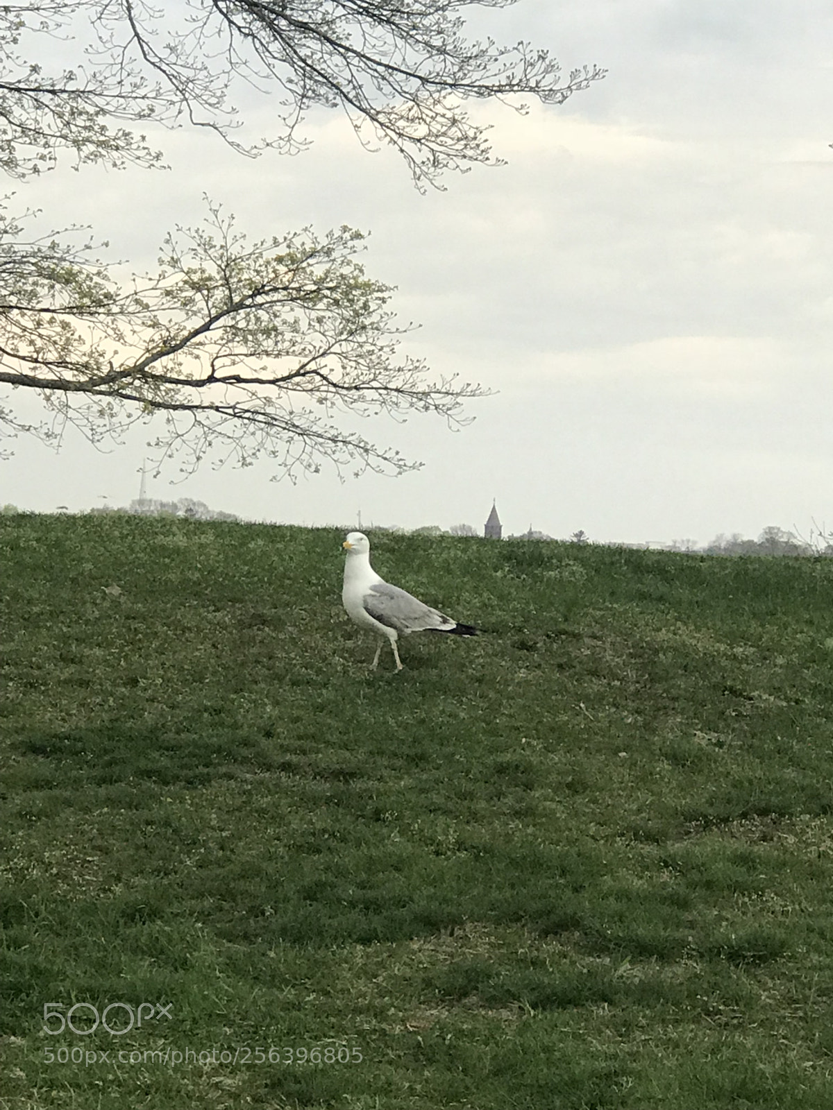Apple iPhone 7 Plus sample photo. Seagull ? photography