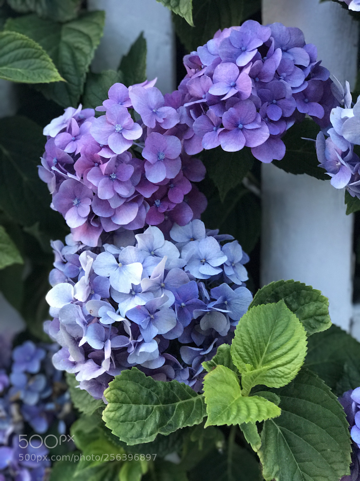 Apple iPhone 7 Plus sample photo. Flowers? photography