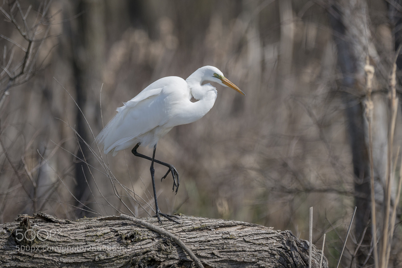 Sony a7R II sample photo. Great egret photography