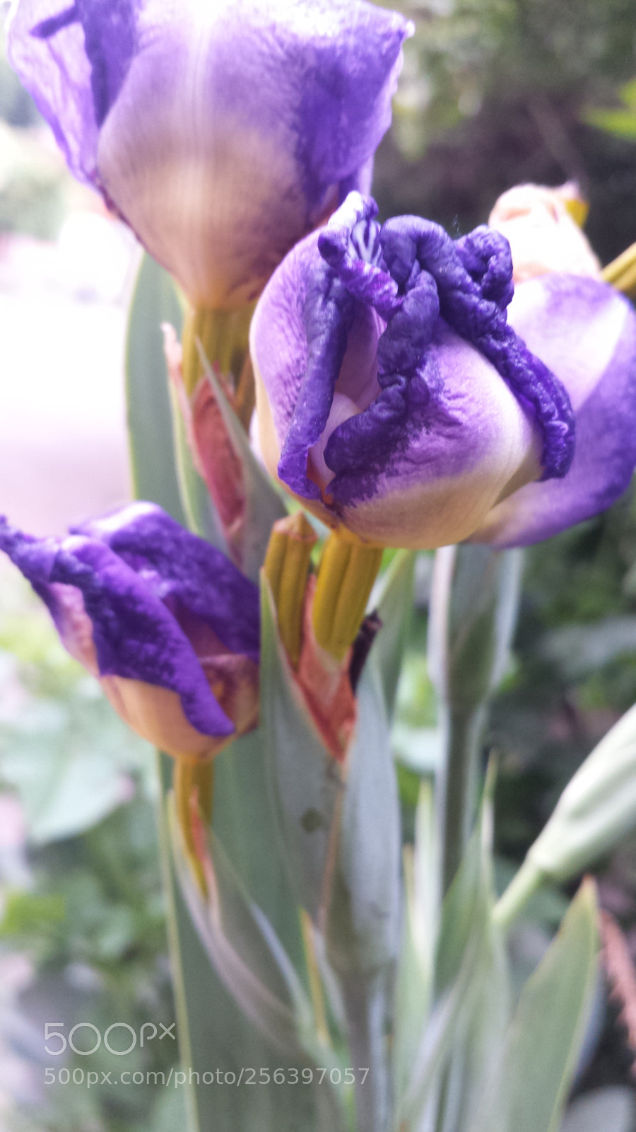 Samsung Galaxy S4 sample photo. Untitled photography