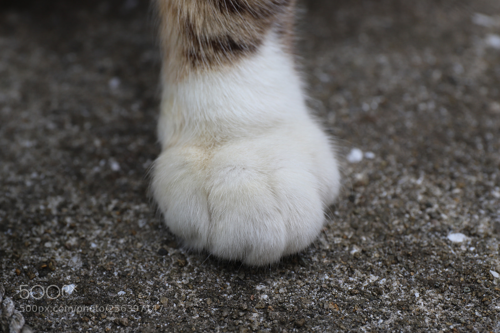 Canon EF 24-70mm F4L IS USM sample photo. Untitled photography