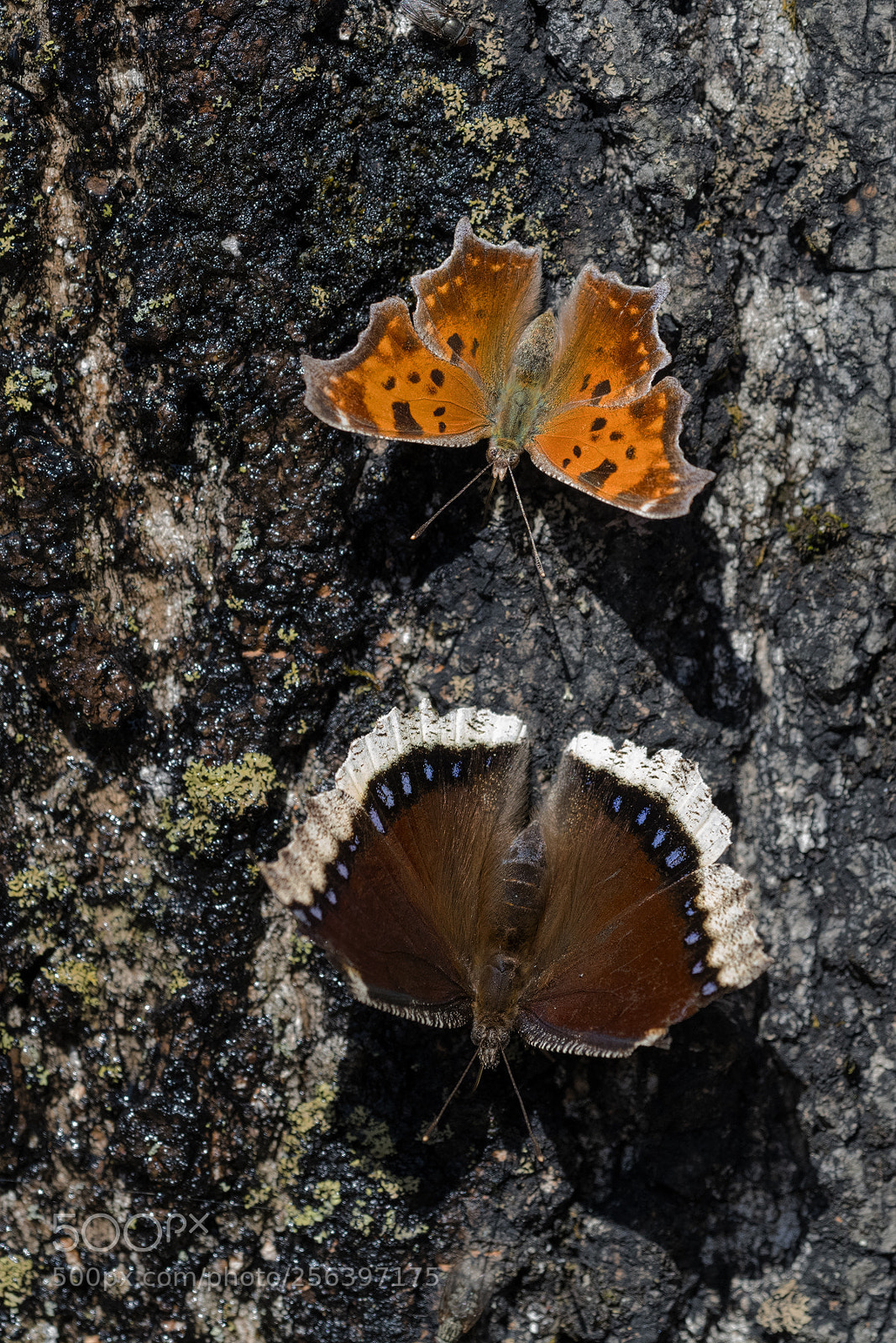 Nikon D850 sample photo. Comma and morning cloak photography