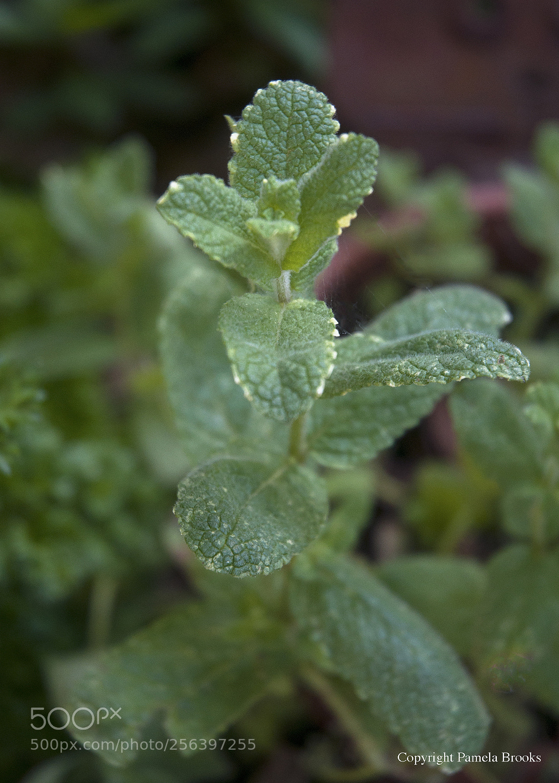 Nikon D90 sample photo. Pineapple mint photography
