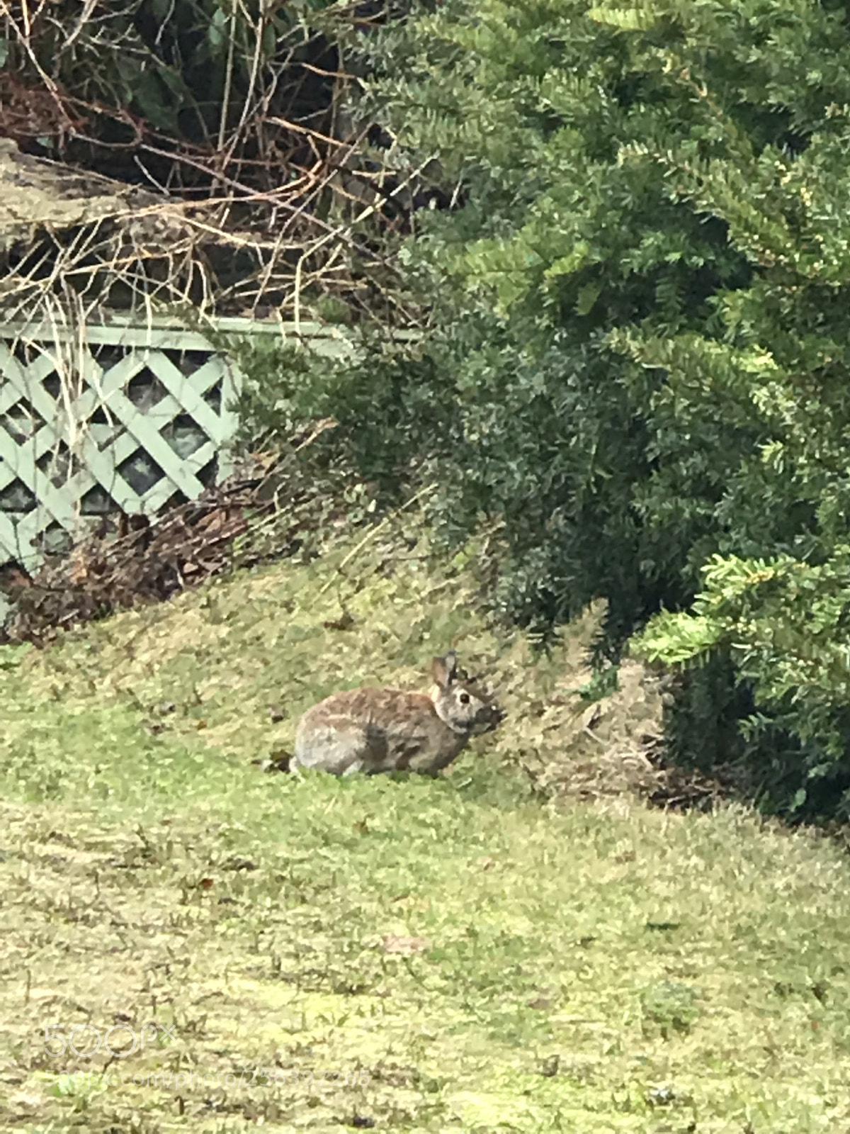 Apple iPhone 7 Plus sample photo. Bunny  photography